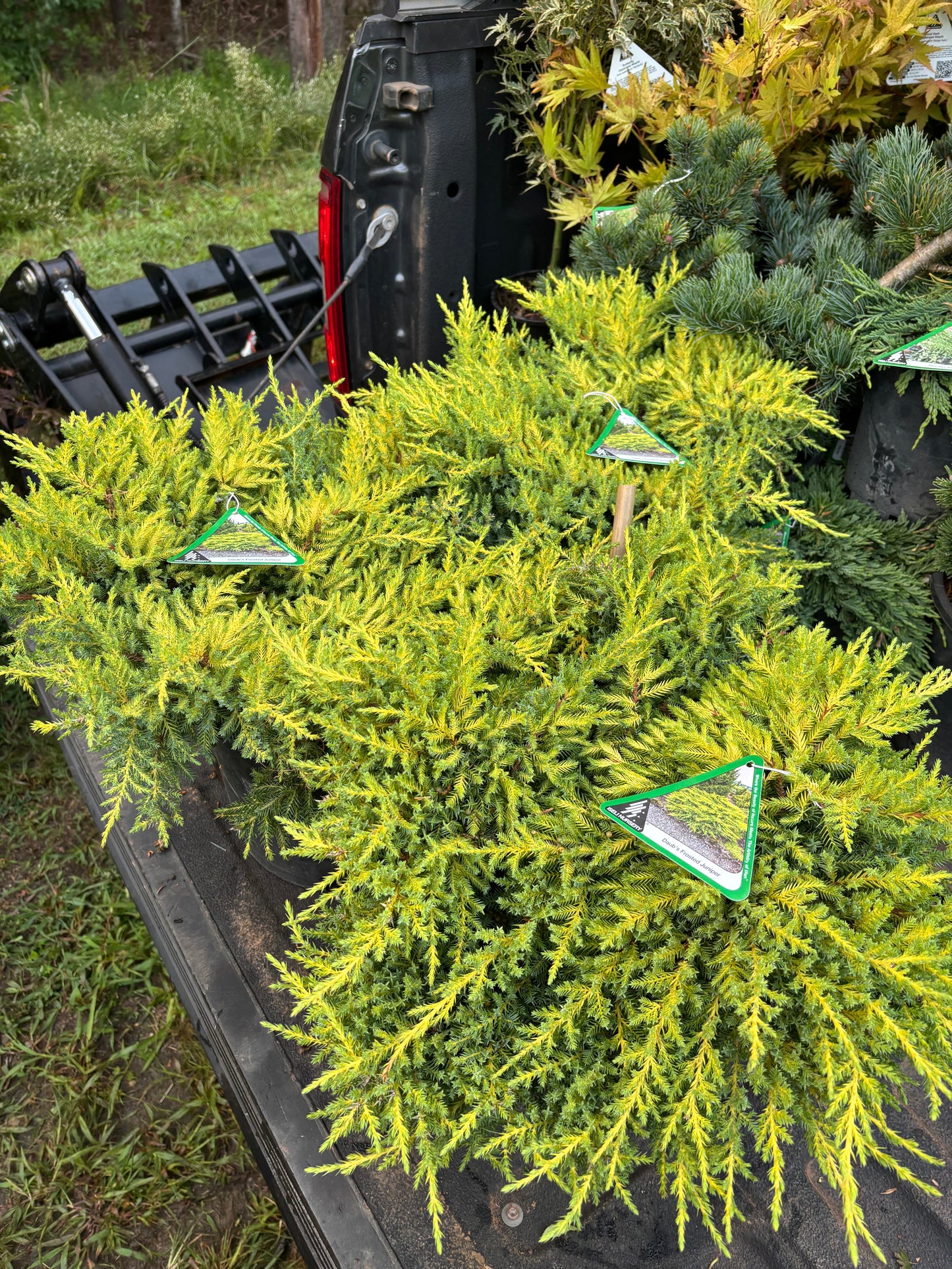 Daub’s Frosted Juniper