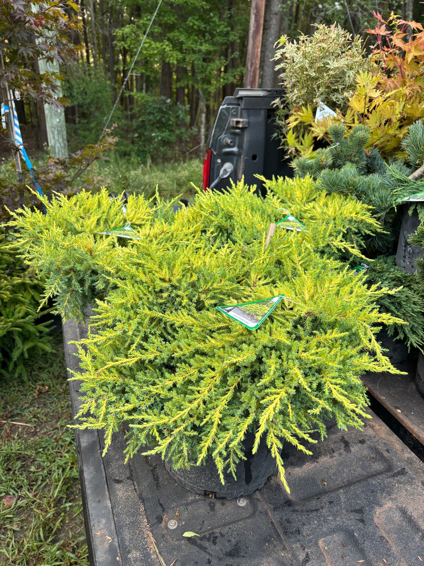 Daub’s Frosted Juniper