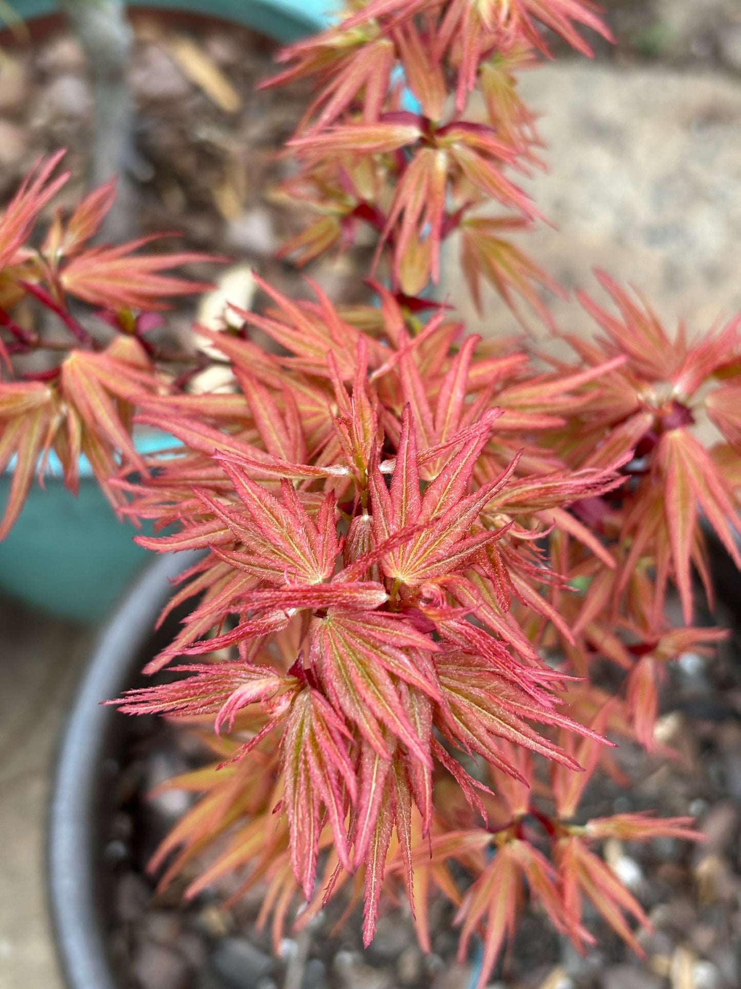 Acer palmatum 'Mystic Mikawa'