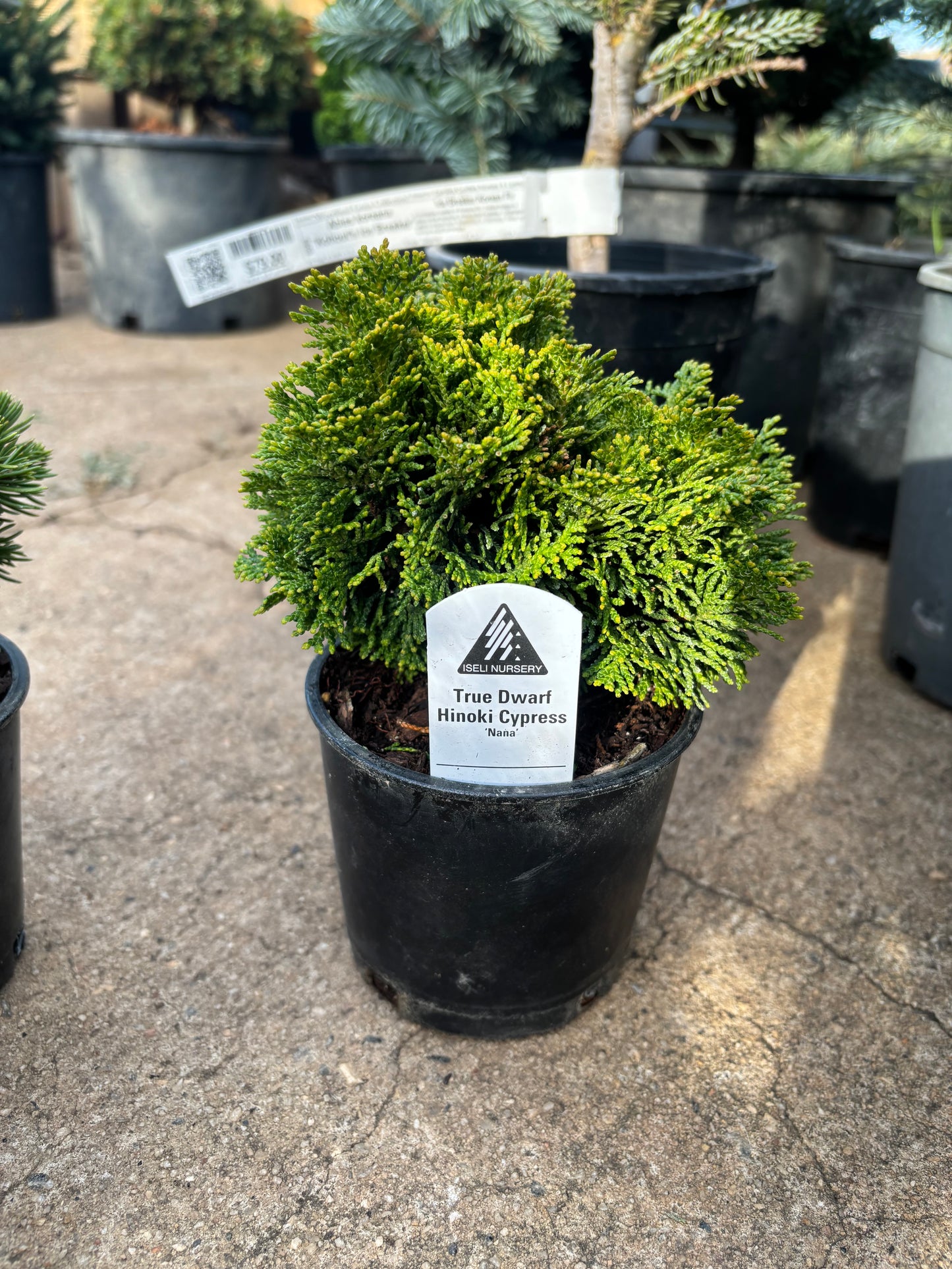 Chamaecyparis obtusa ‘Nana’