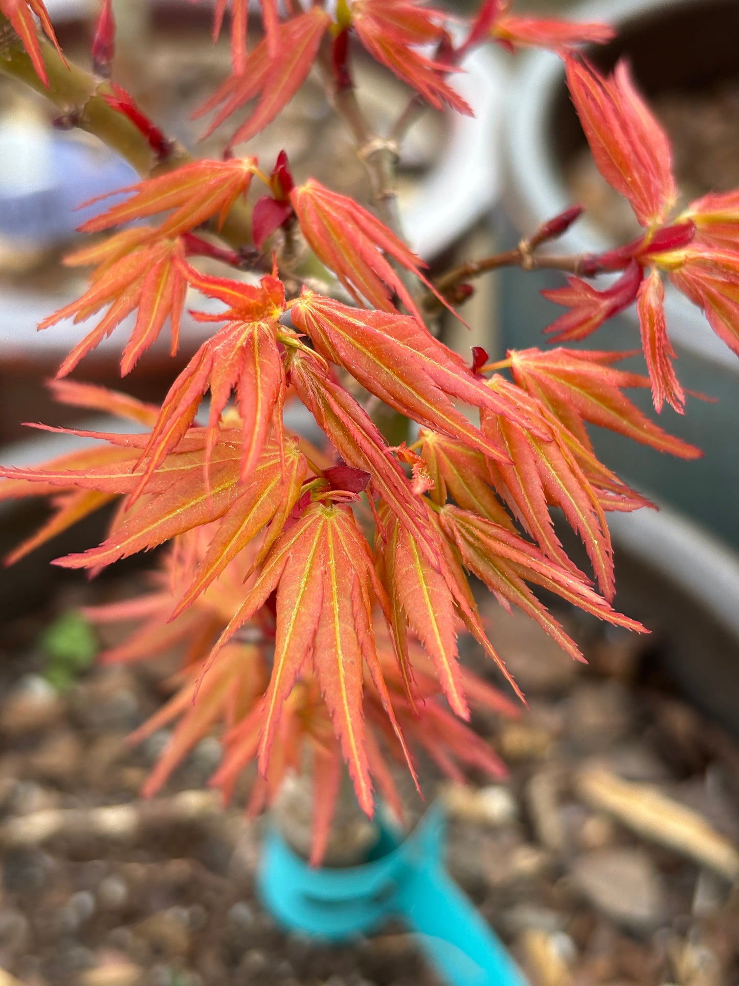 Acer palmatum 'Mystic Mikawa'