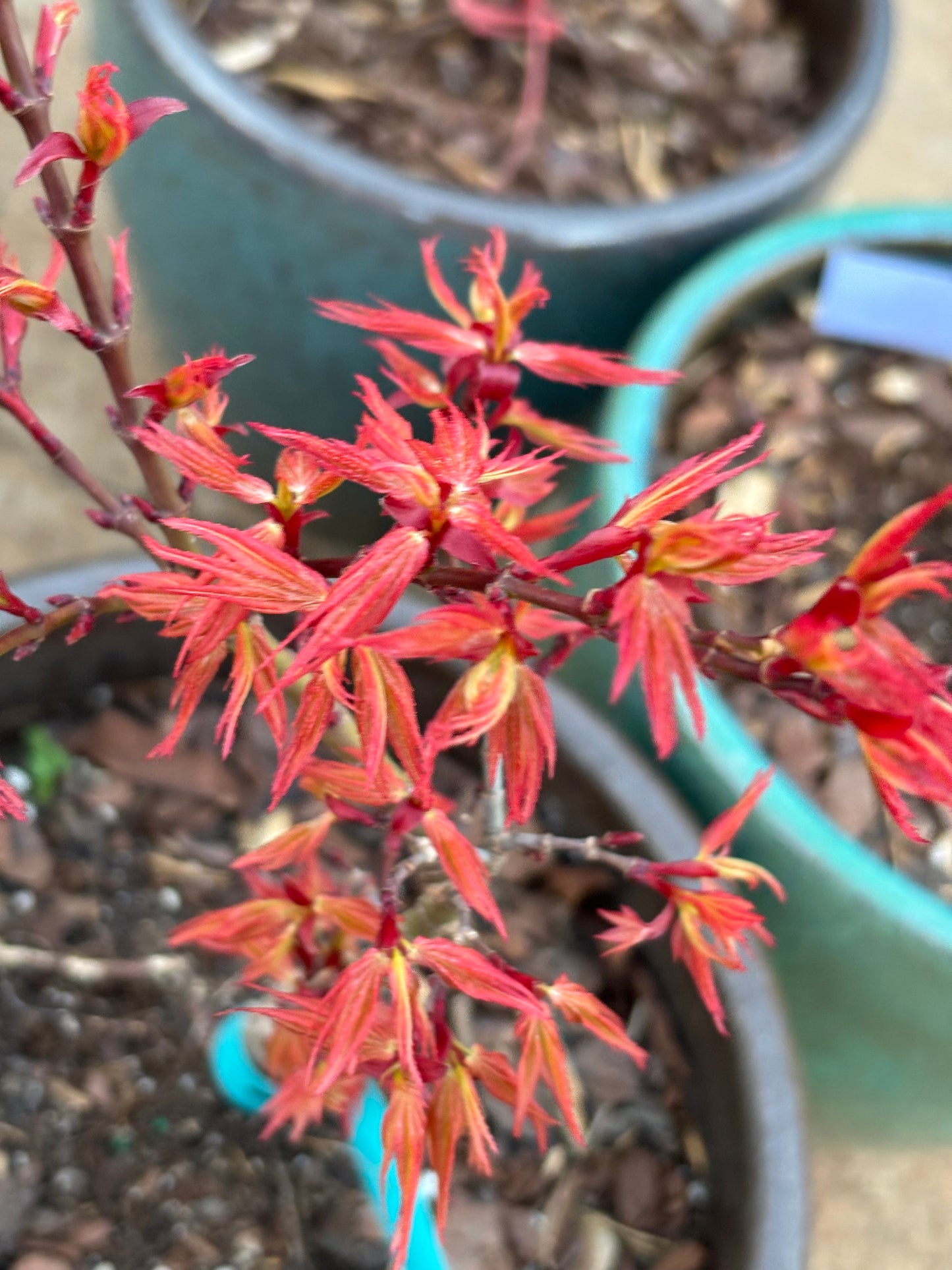 Acer palmatum 'Mystic Mikawa'