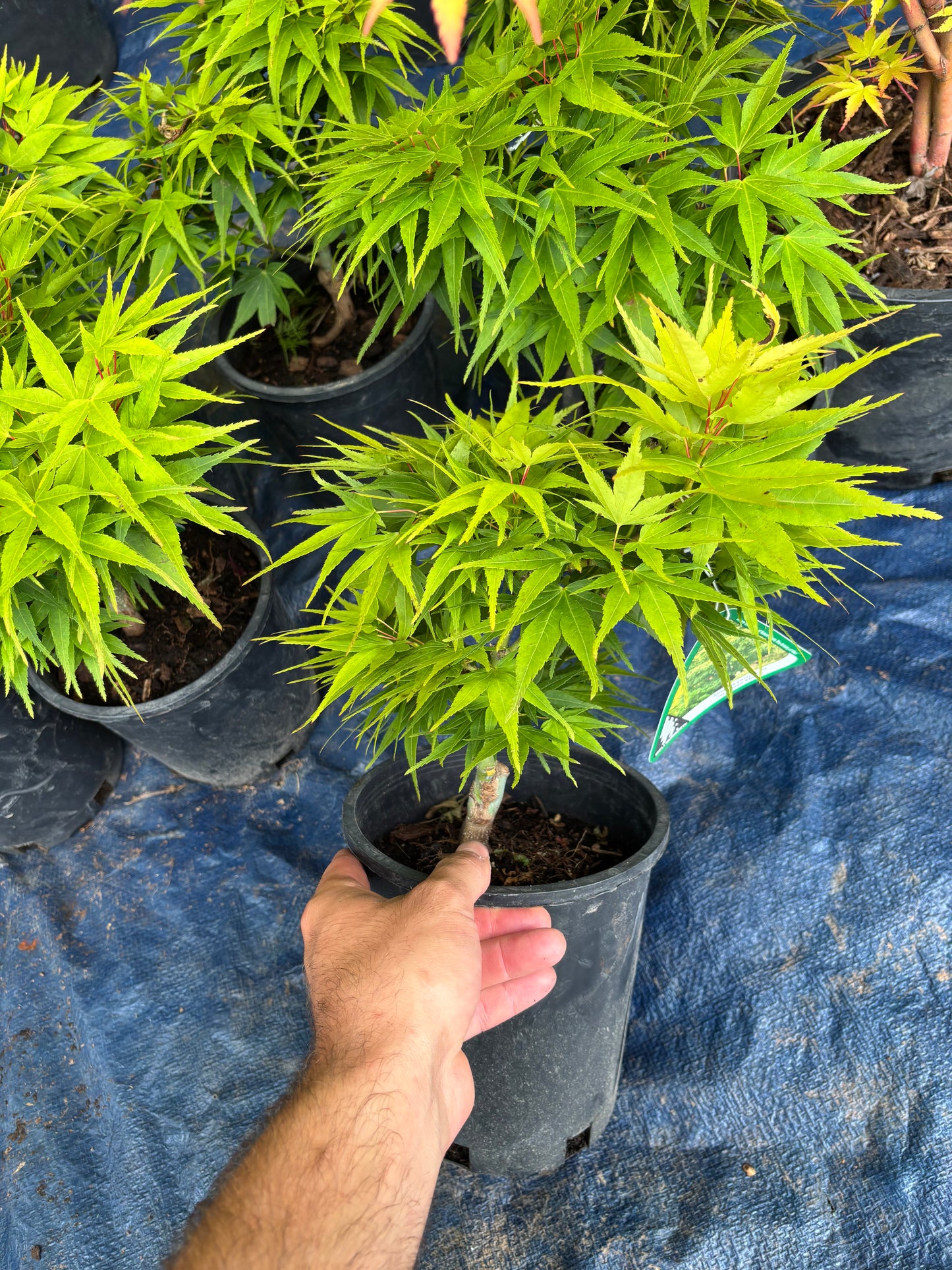 Acer Palmatum 'Mikawa Yatsubusa'