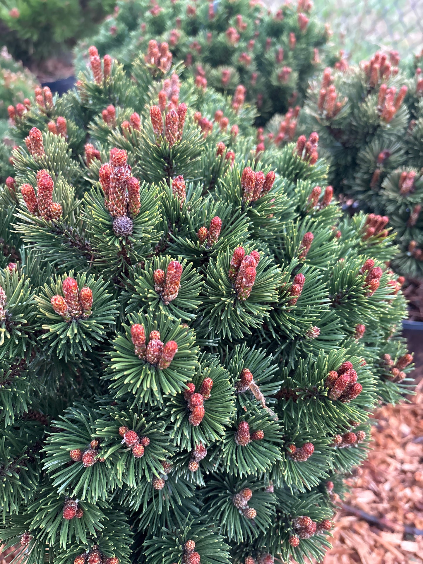 Pinus mugo ‘Sherwood Compact’