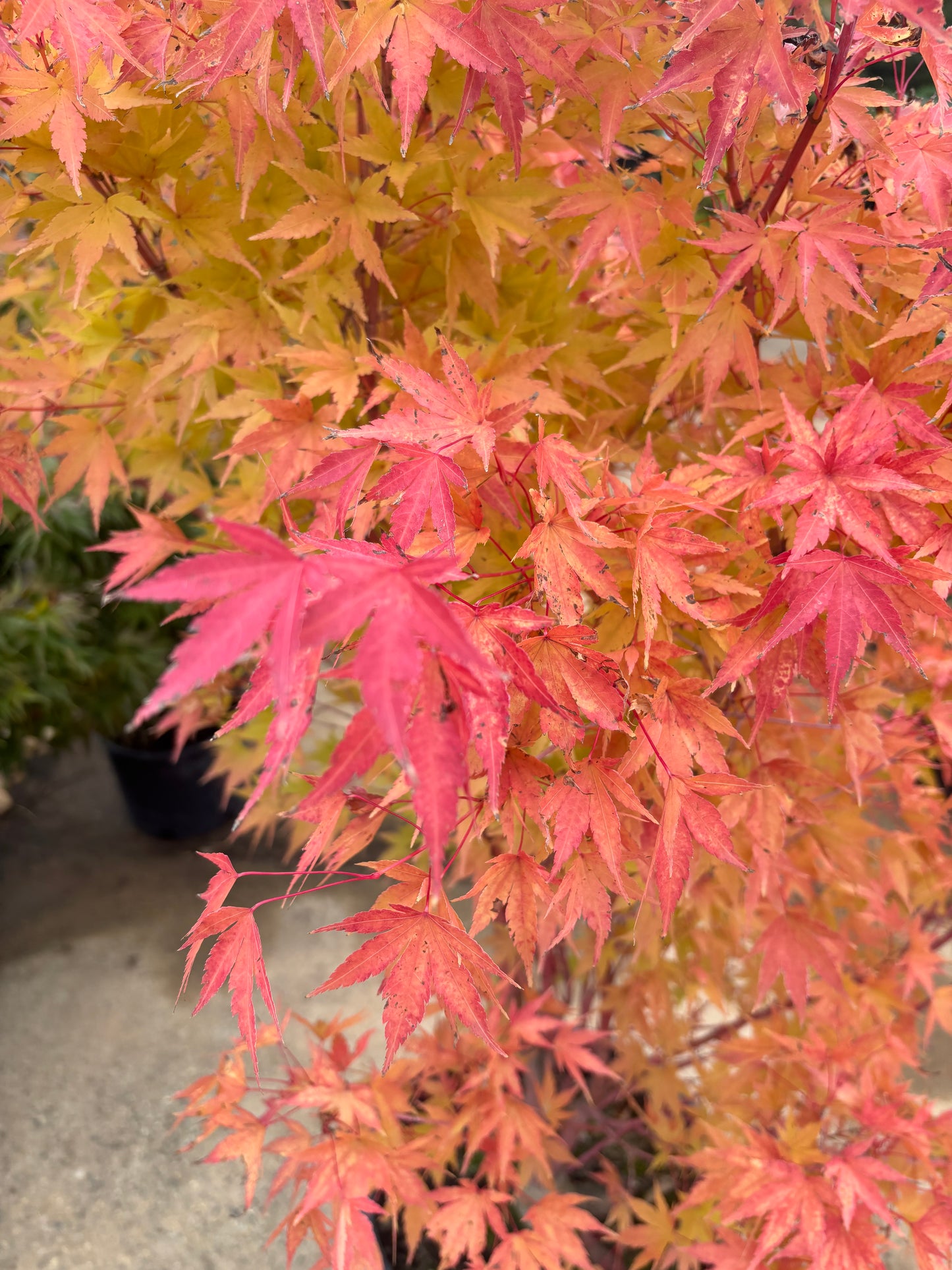 Acer palmatum 'Sango kaku'