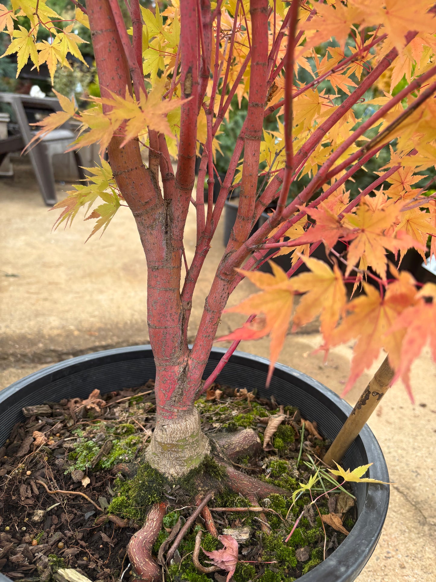 Acer palmatum 'Sango kaku'