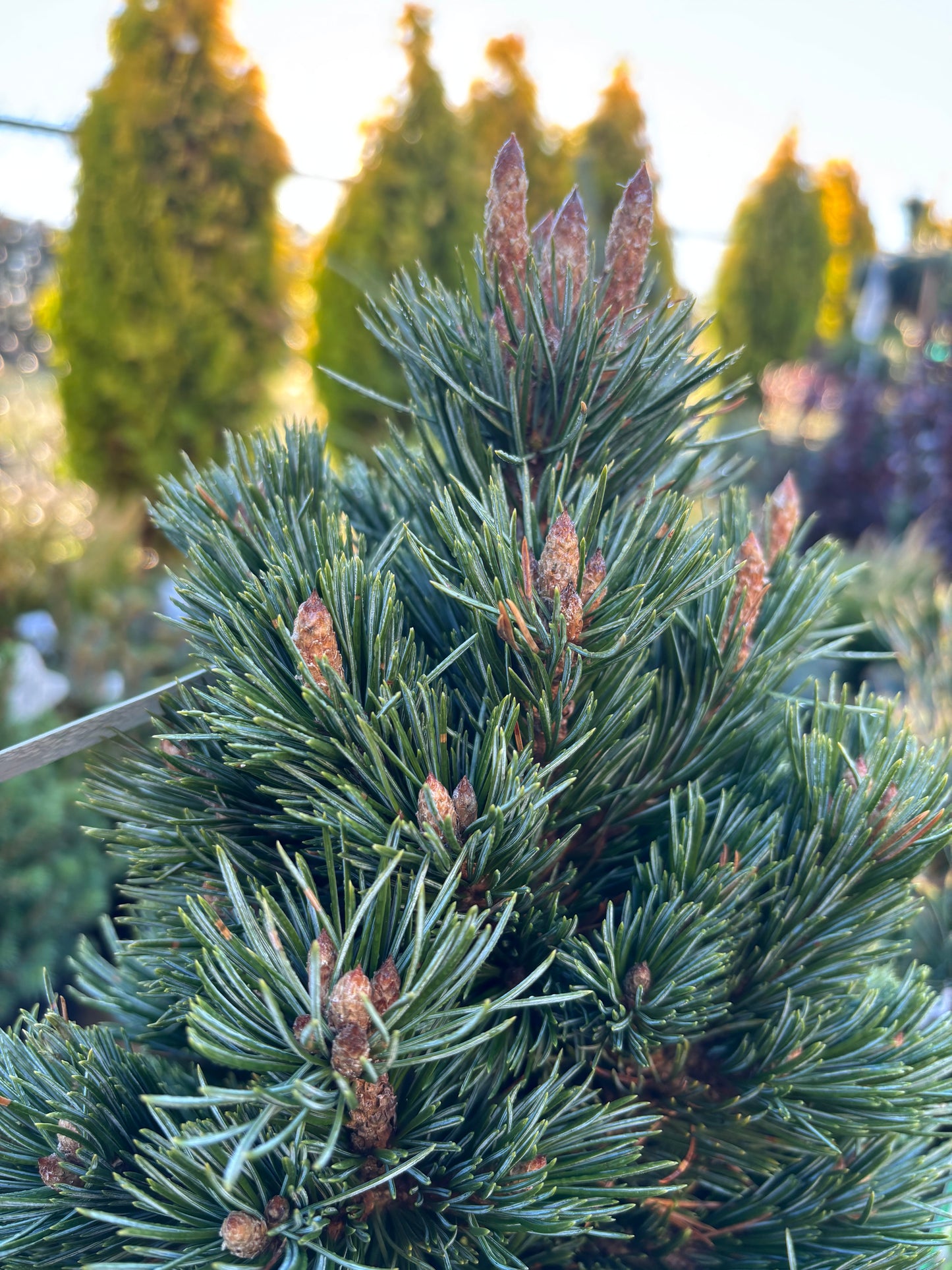 Pinus longaeva ‘Joe’s Bess’