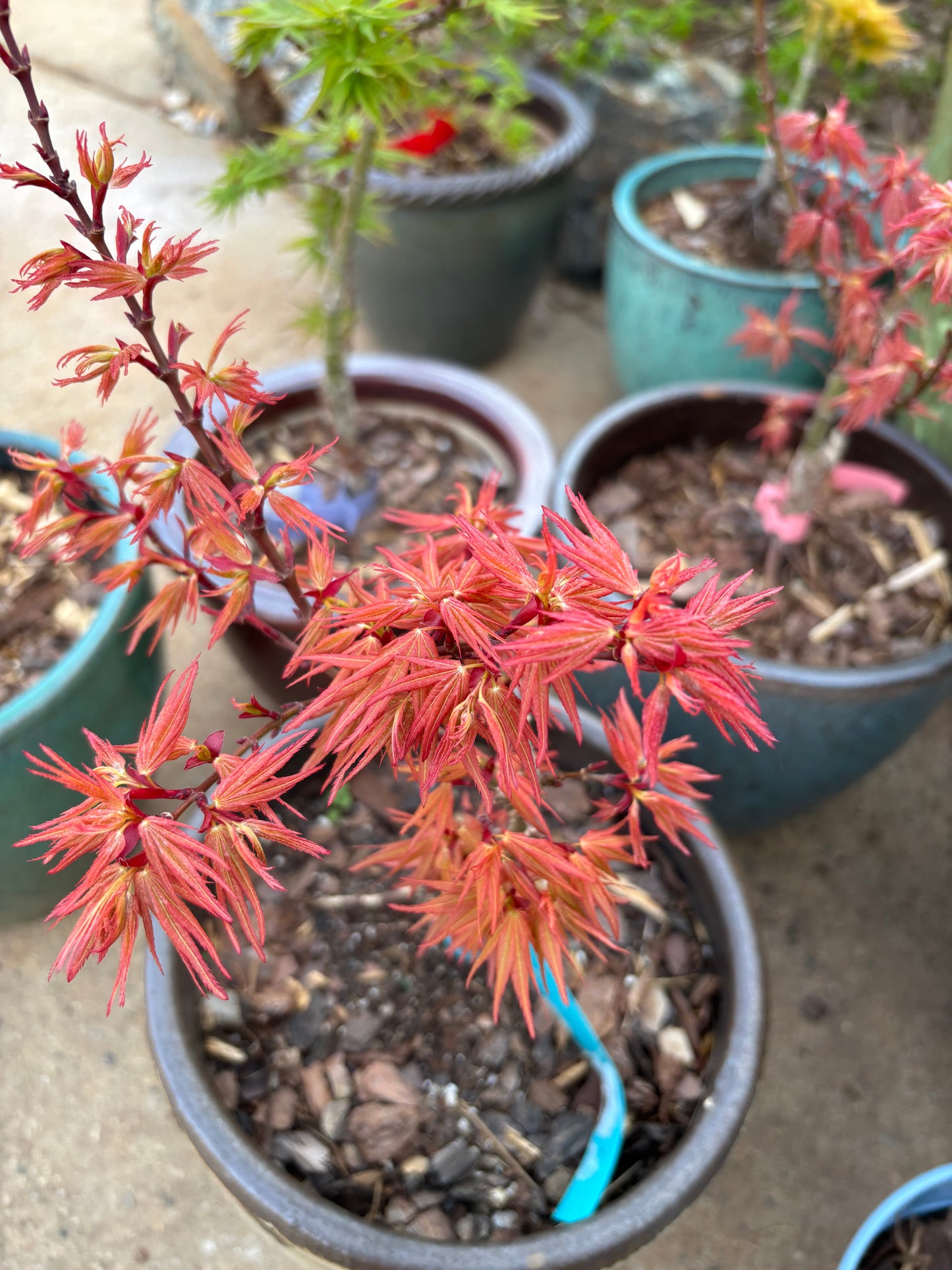 Acer palmatum 'Mystic Mikawa'