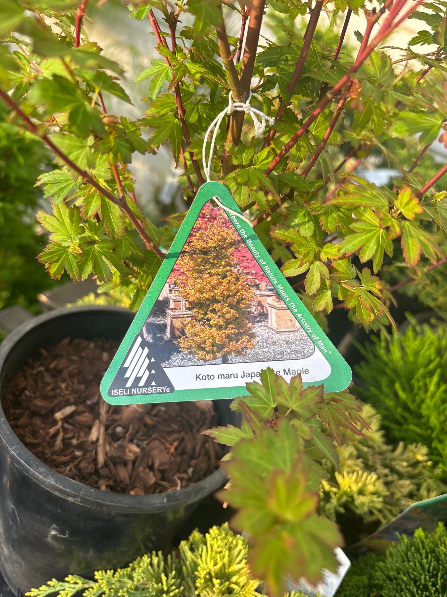 Acer palmatum 'Koto maru'