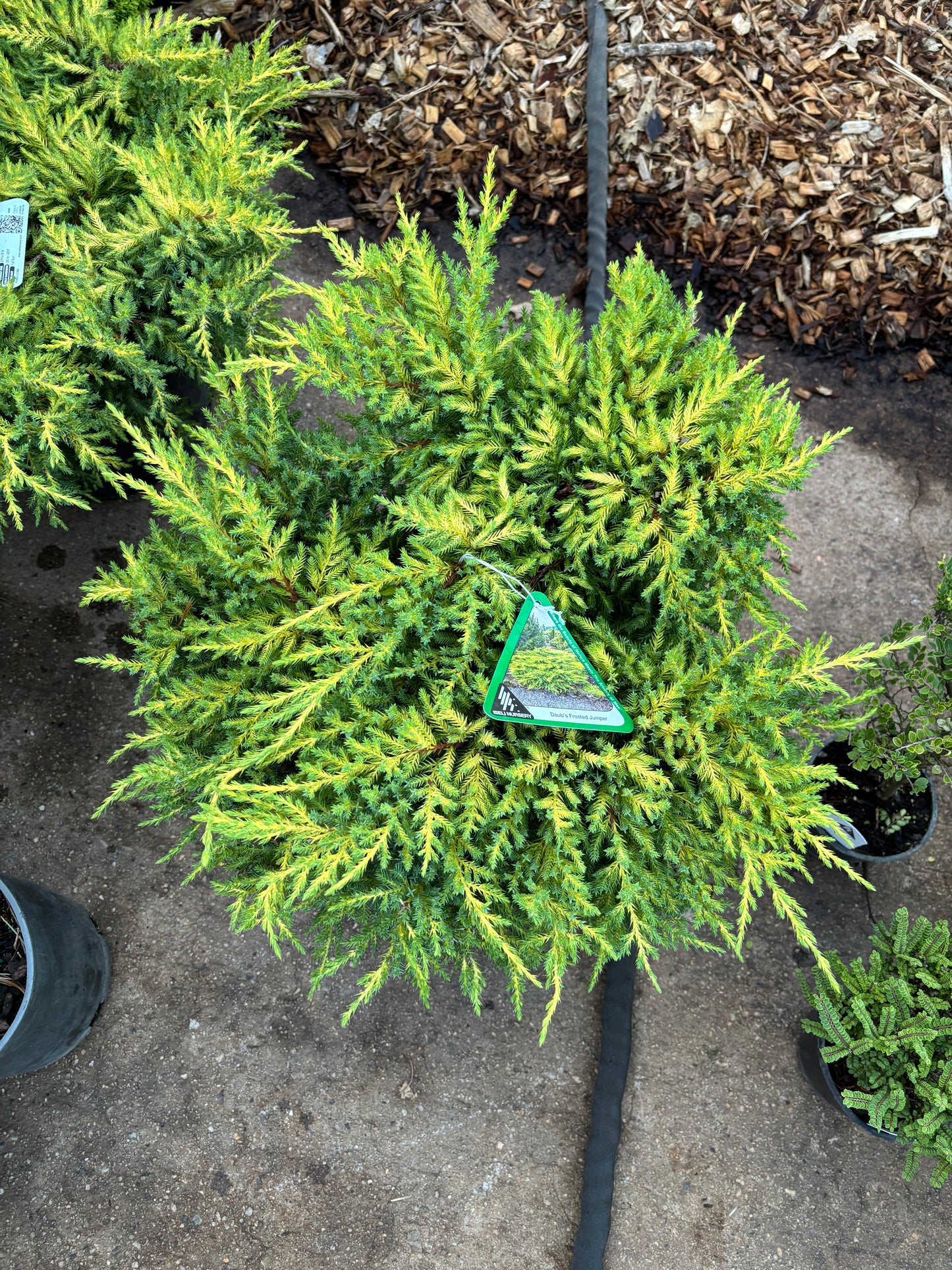 Daub’s Frosted Juniper