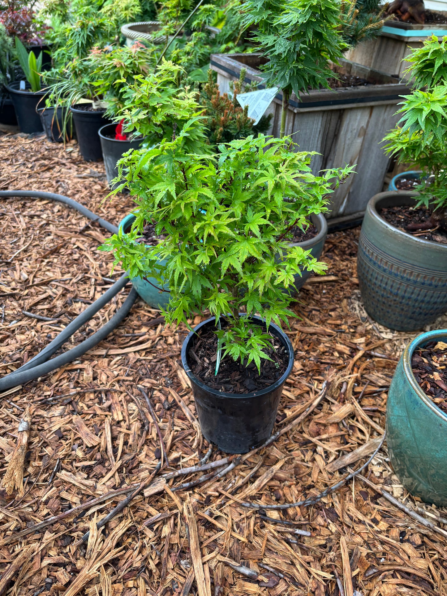 Acer palmatum ‘Sharp’s Pygmy’