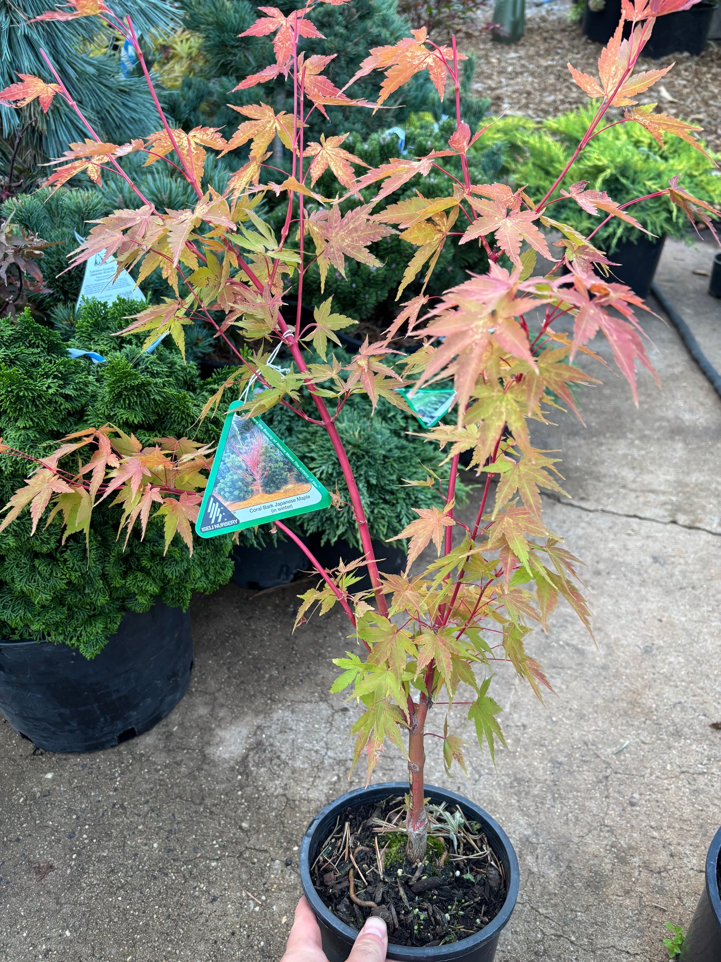 Acer palmatum 'Sango kaku'