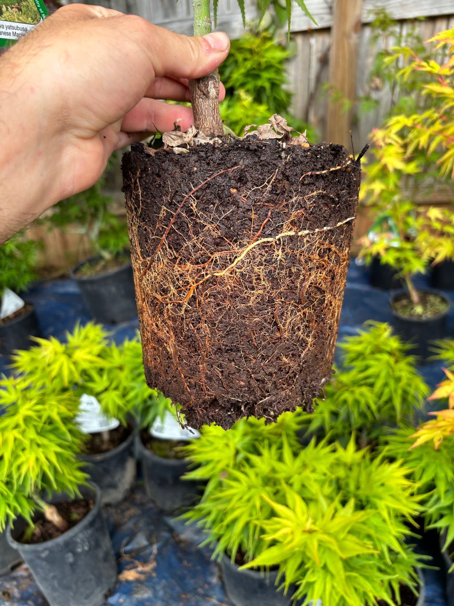 Acer Palmatum 'Mikawa Yatsubusa'