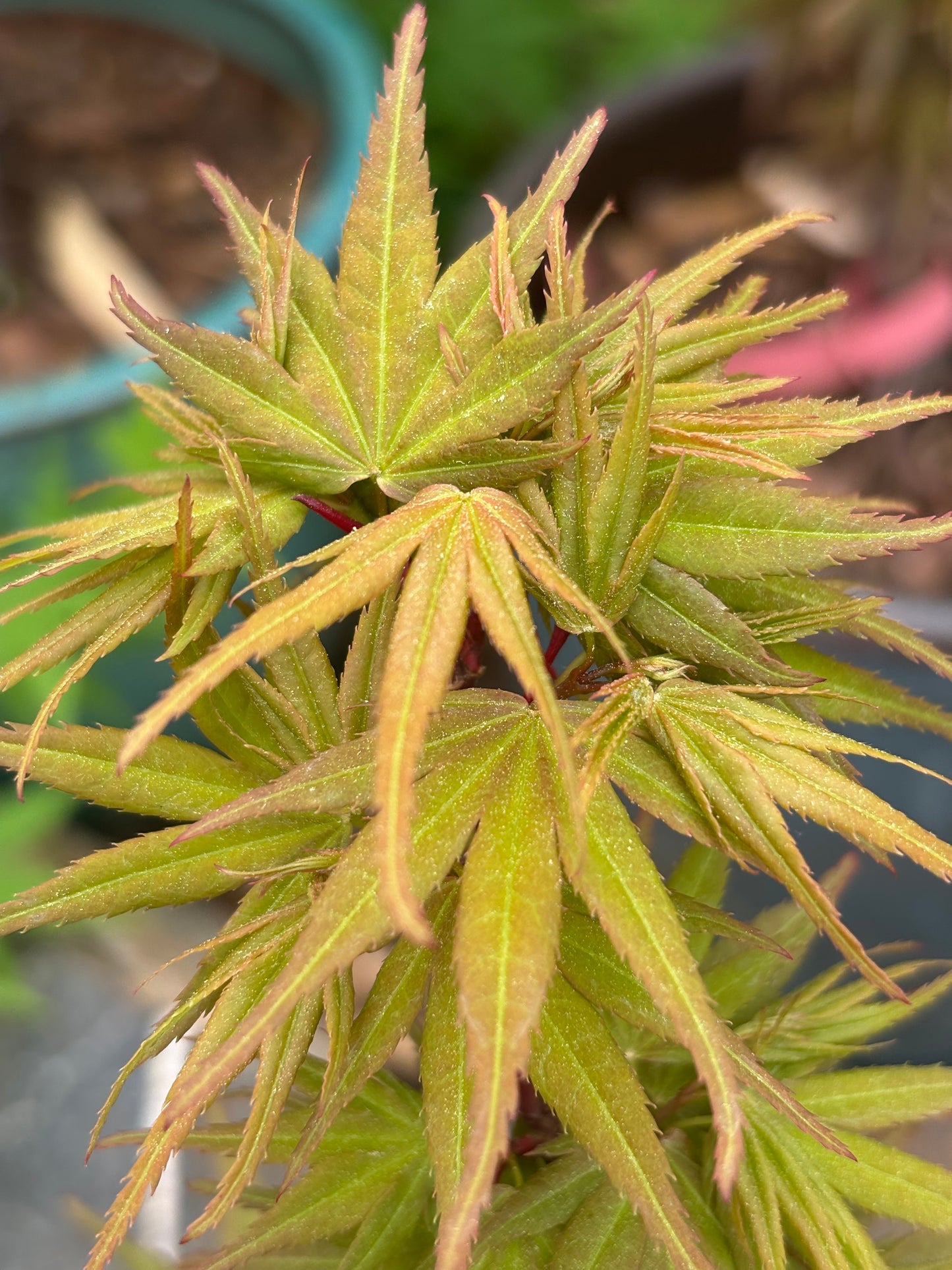Acer palmatum 'Mystic Mikawa'
