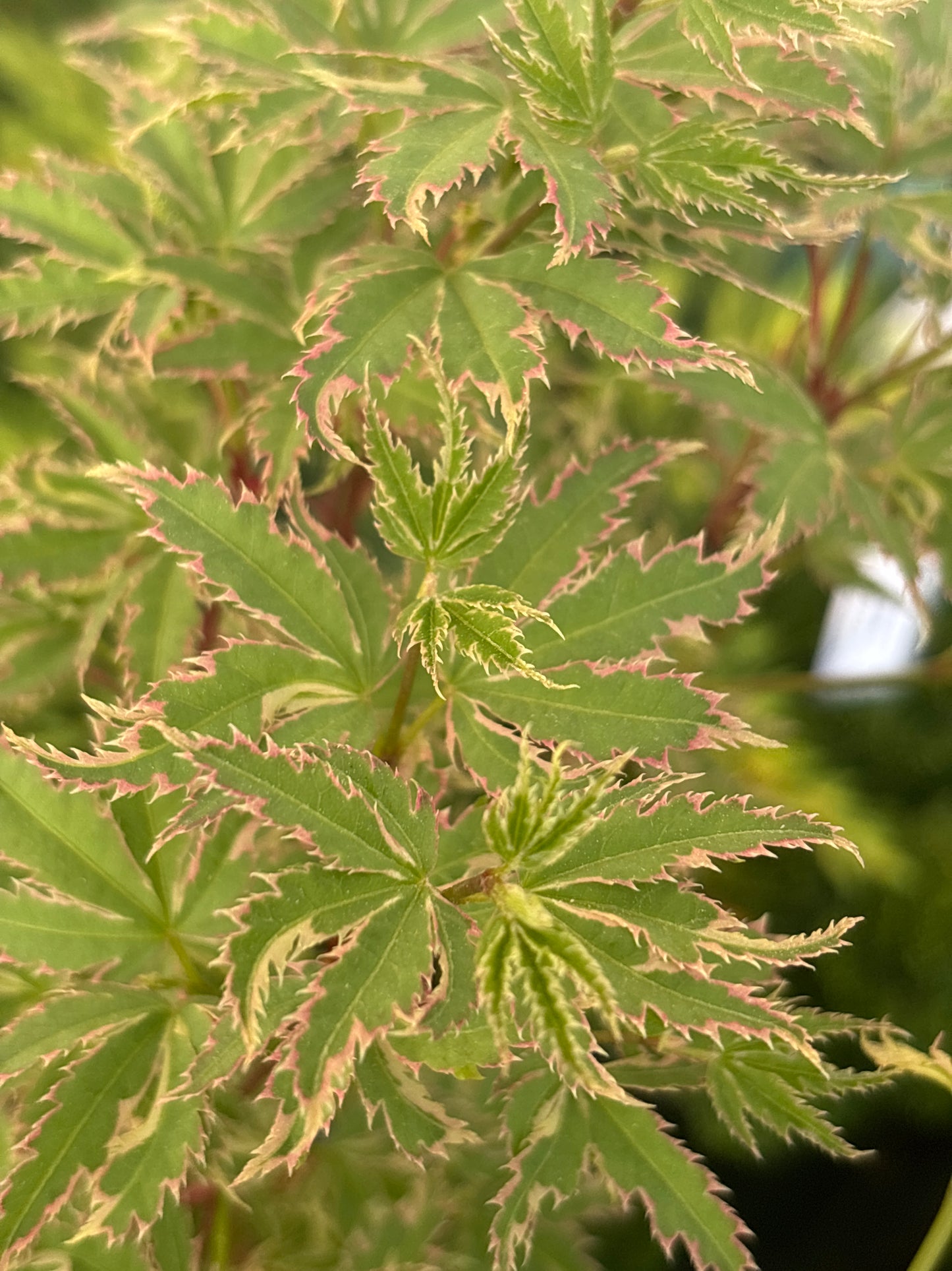 Acer palmatum 'Butterfly'