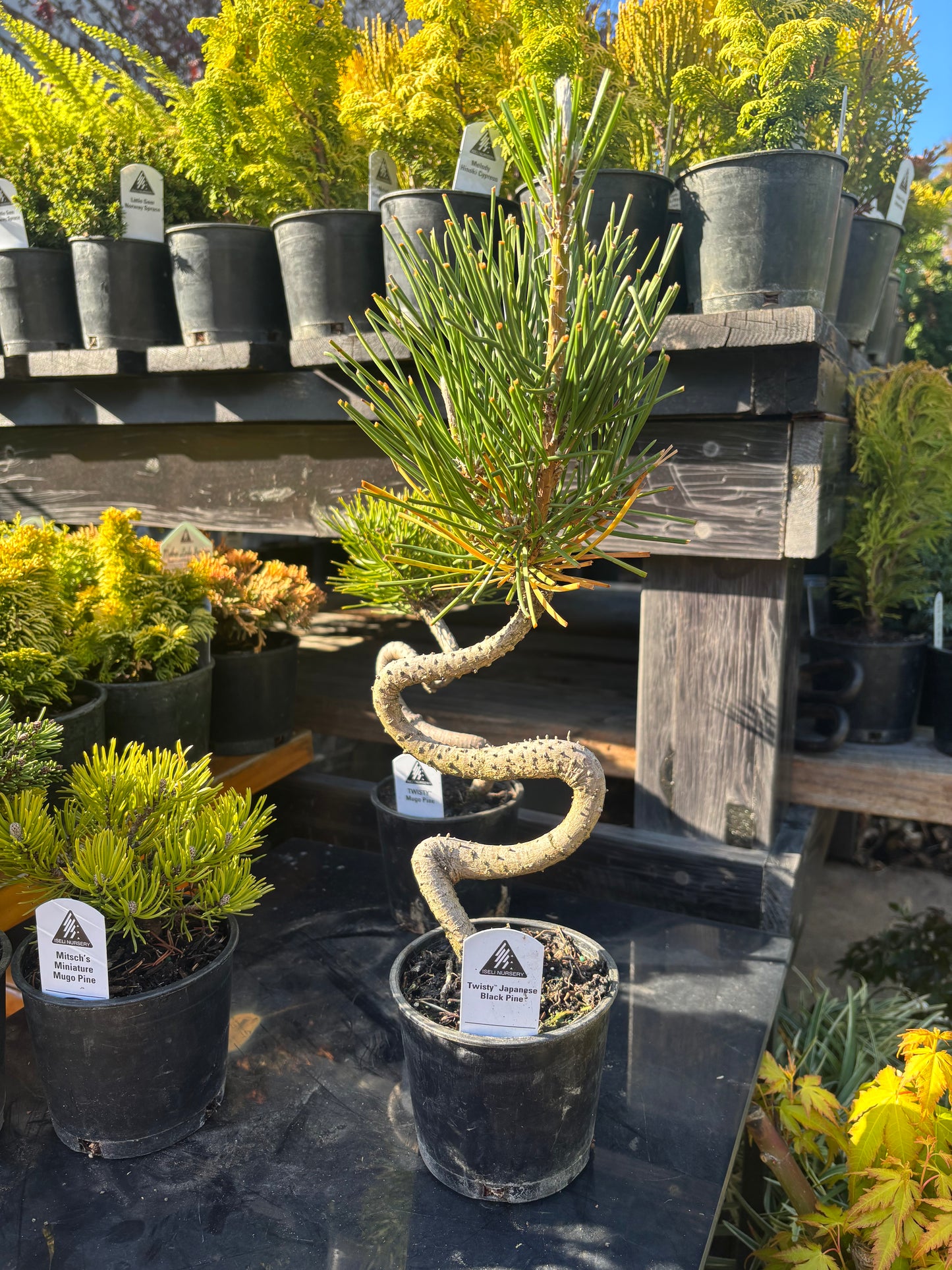 Pre bonsai pine package 4 count