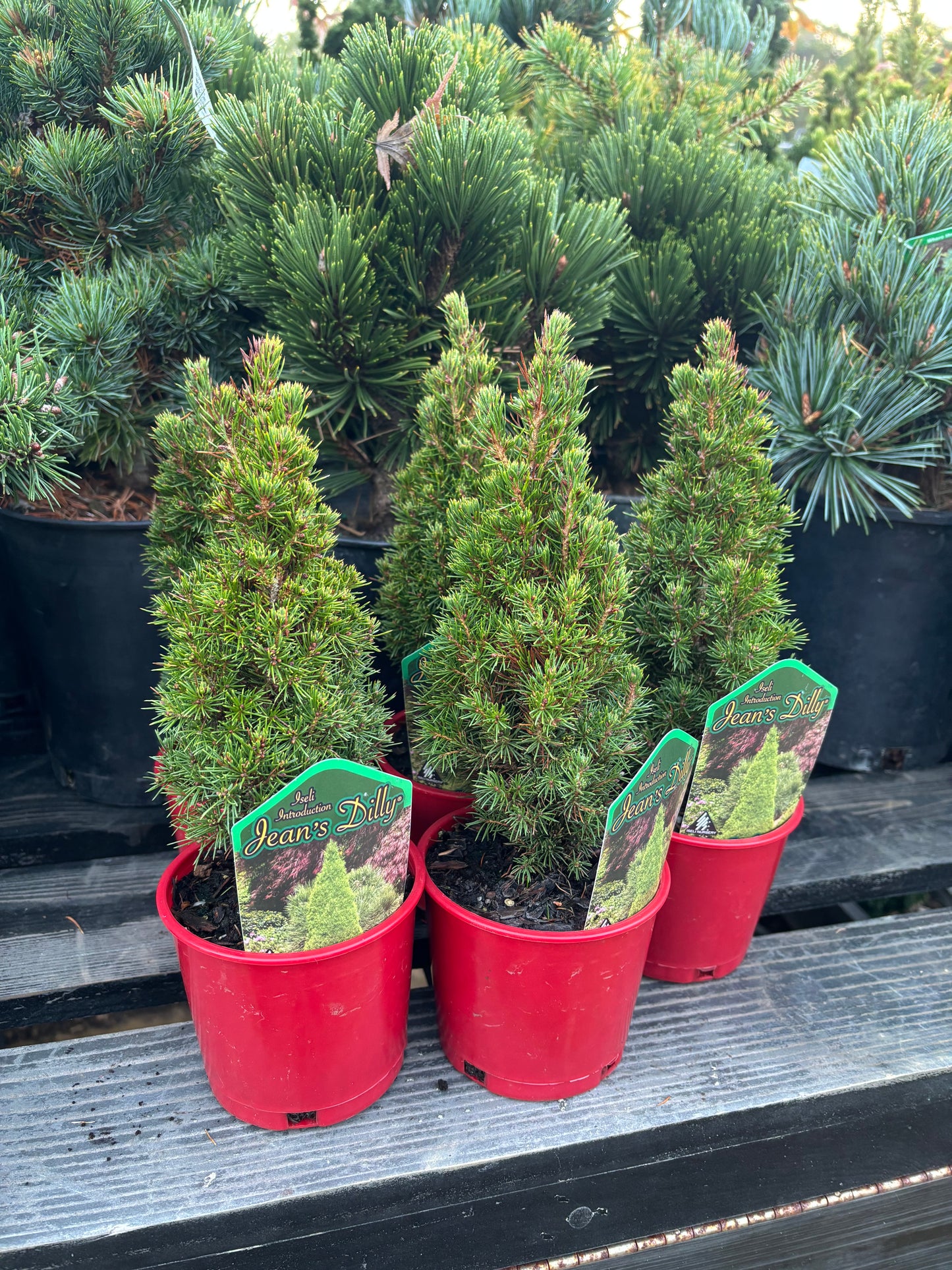Picea Glauca ‘Jean’s Dilly’