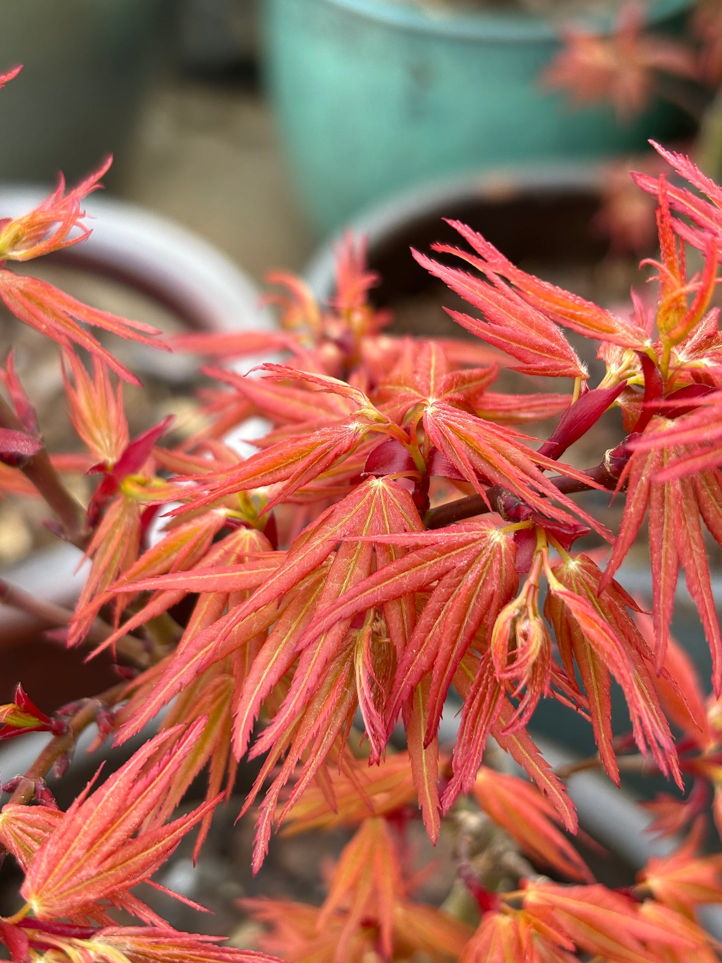 Acer palmatum 'Mystic Mikawa'