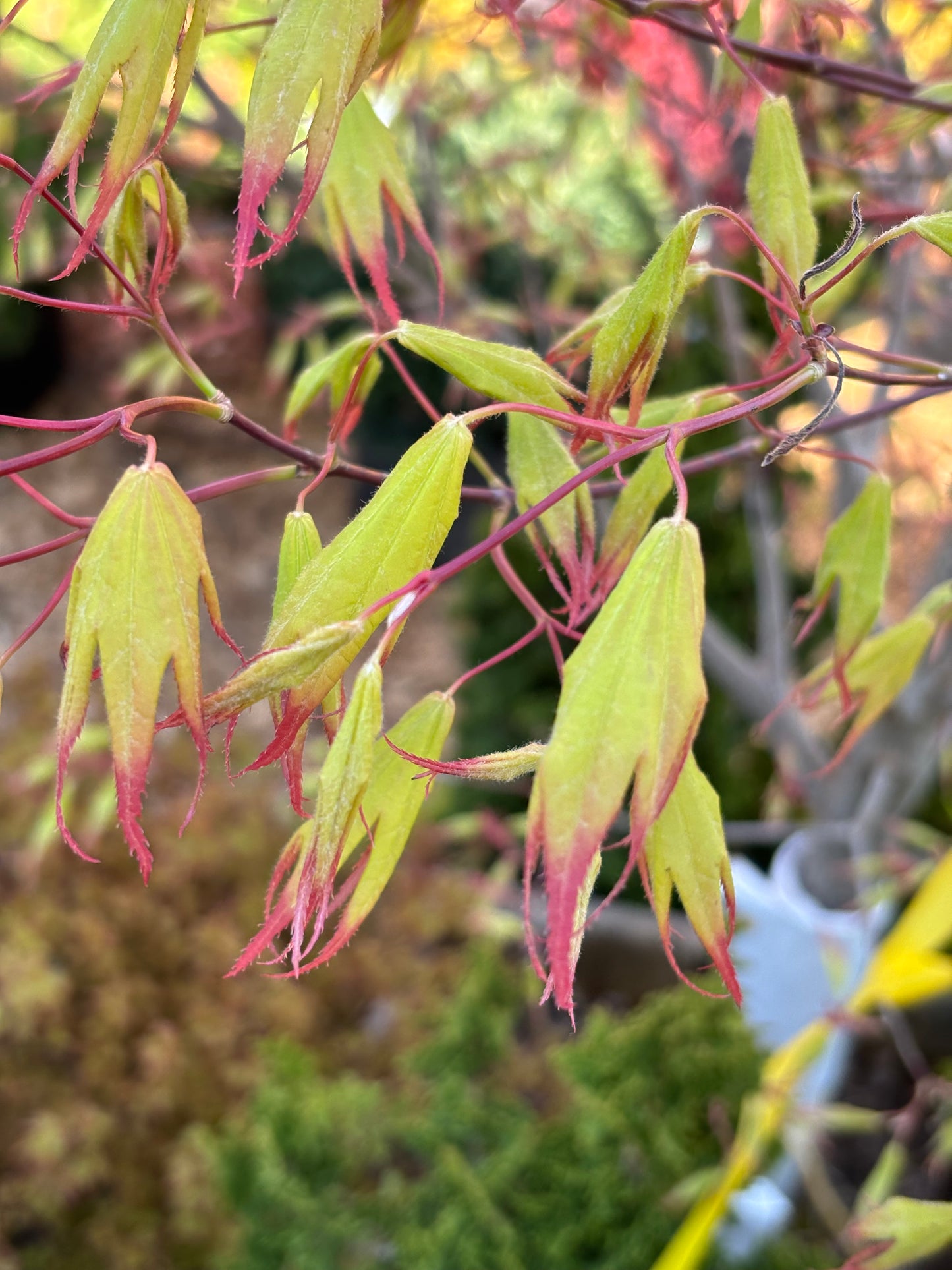 Acer palmatum ‘Tsuma gaki’