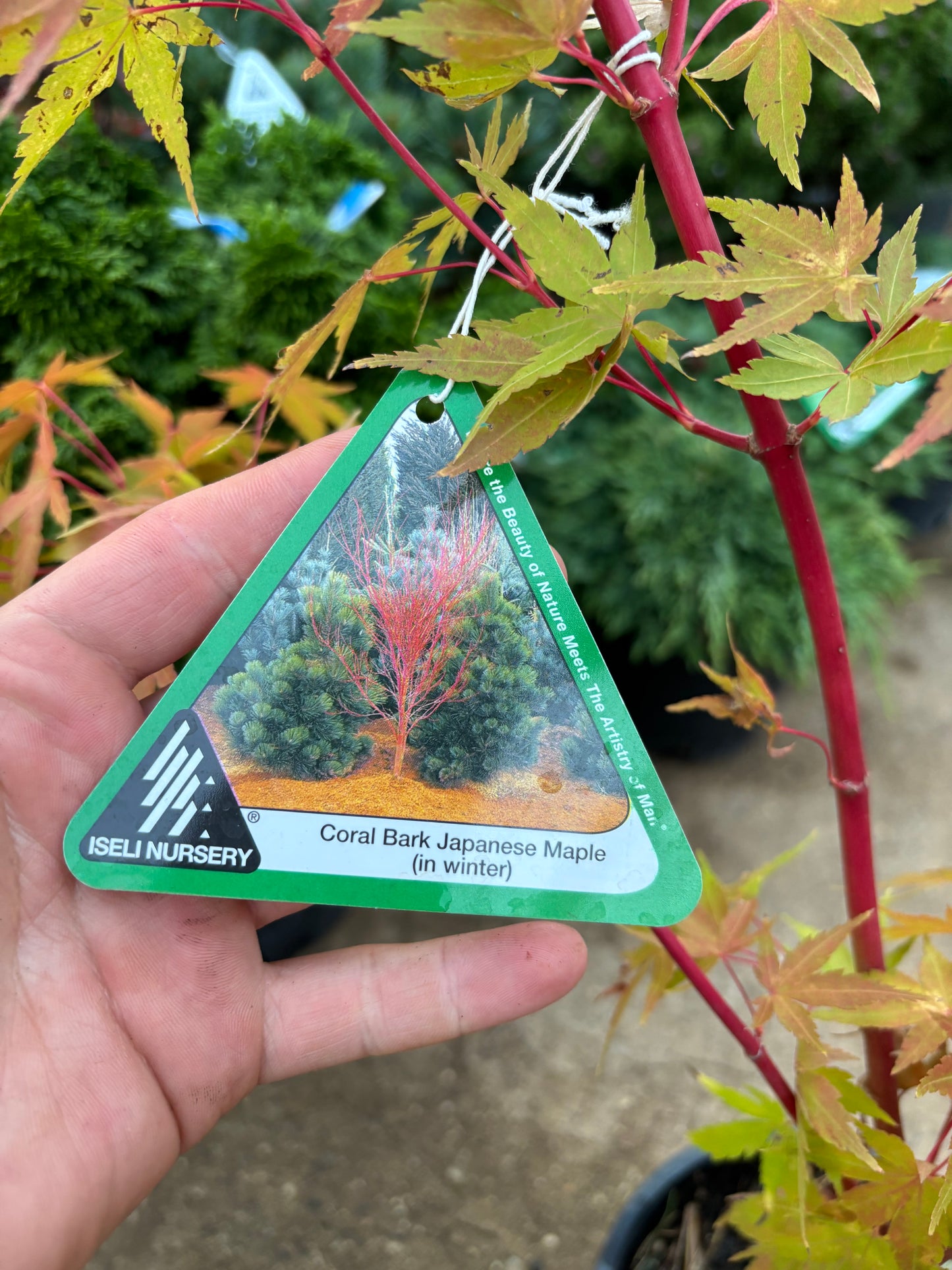 Acer palmatum 'Sango kaku'