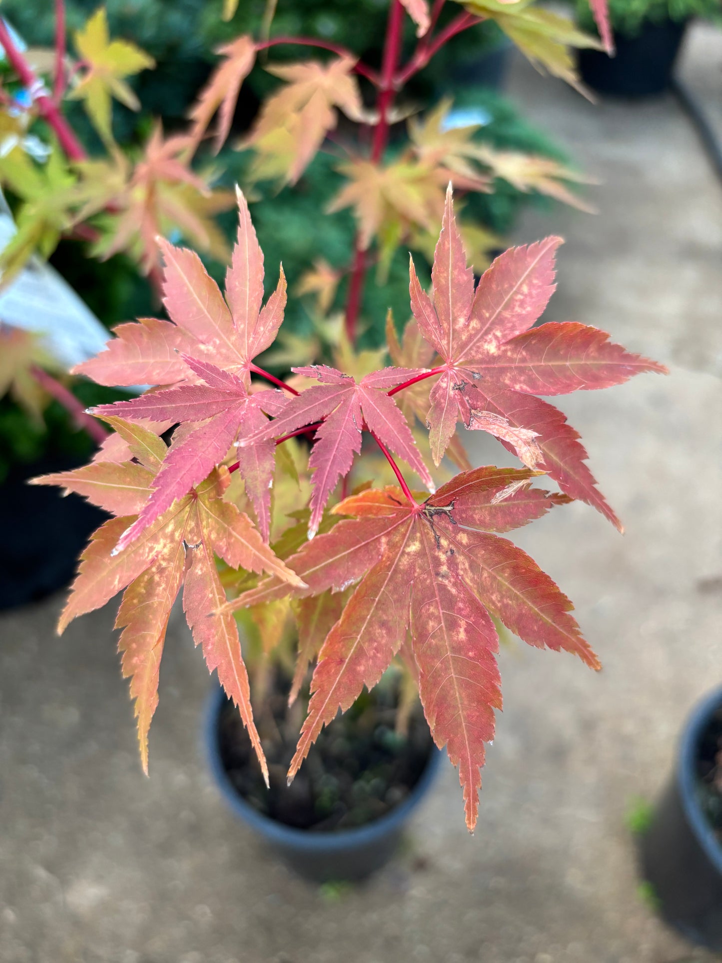 Acer palmatum 'Sango kaku'