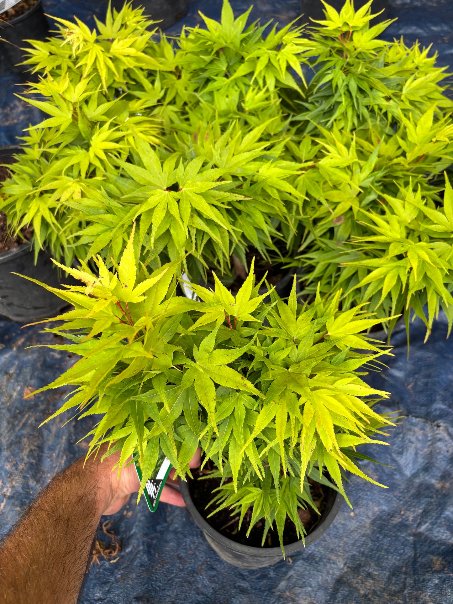 Acer Palmatum 'Mikawa Yatsubusa'