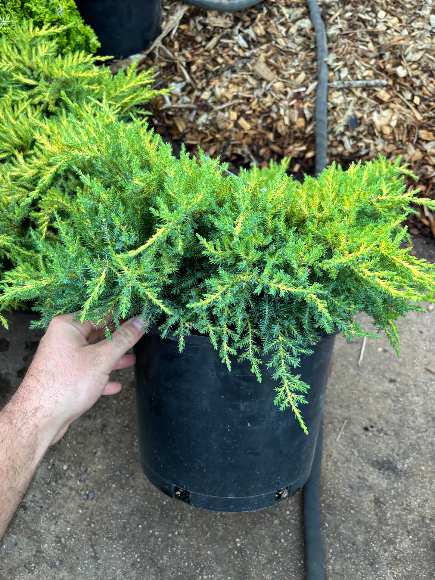 Daub’s Frosted Juniper