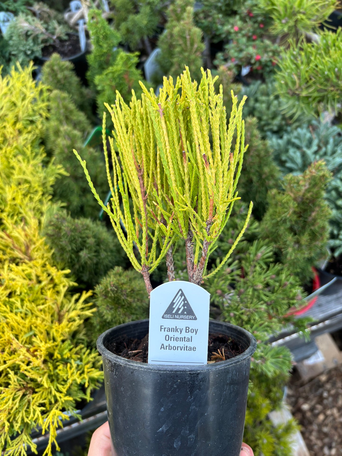 Thuja (Platycladus) orientalis ‘Franky Boy’ Arborvitae