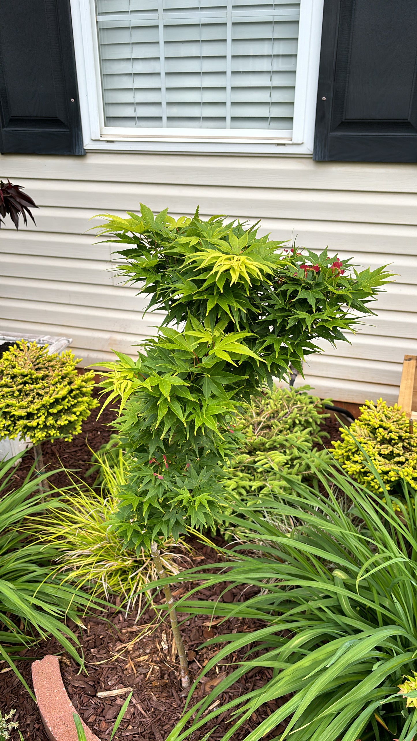 Acer Palmatum 'Mikawa Yatsubusa'