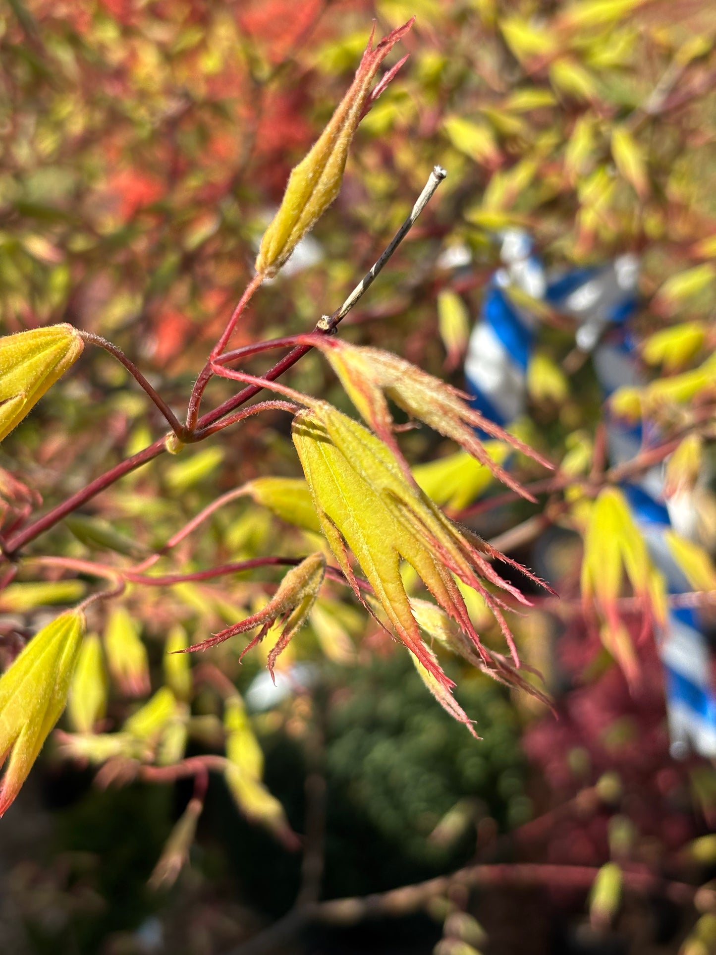 Acer palmatum ‘Tsuma gaki’