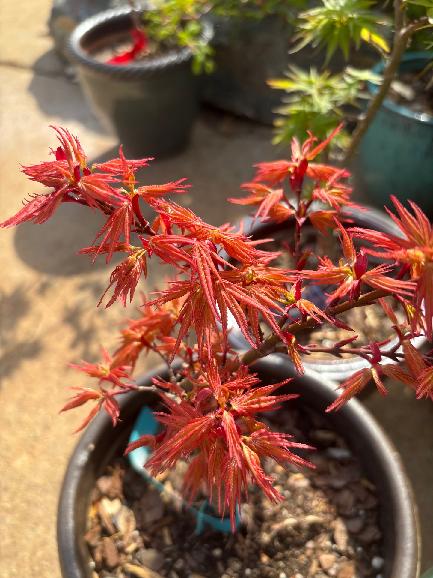 Acer palmatum 'Mystic Mikawa'