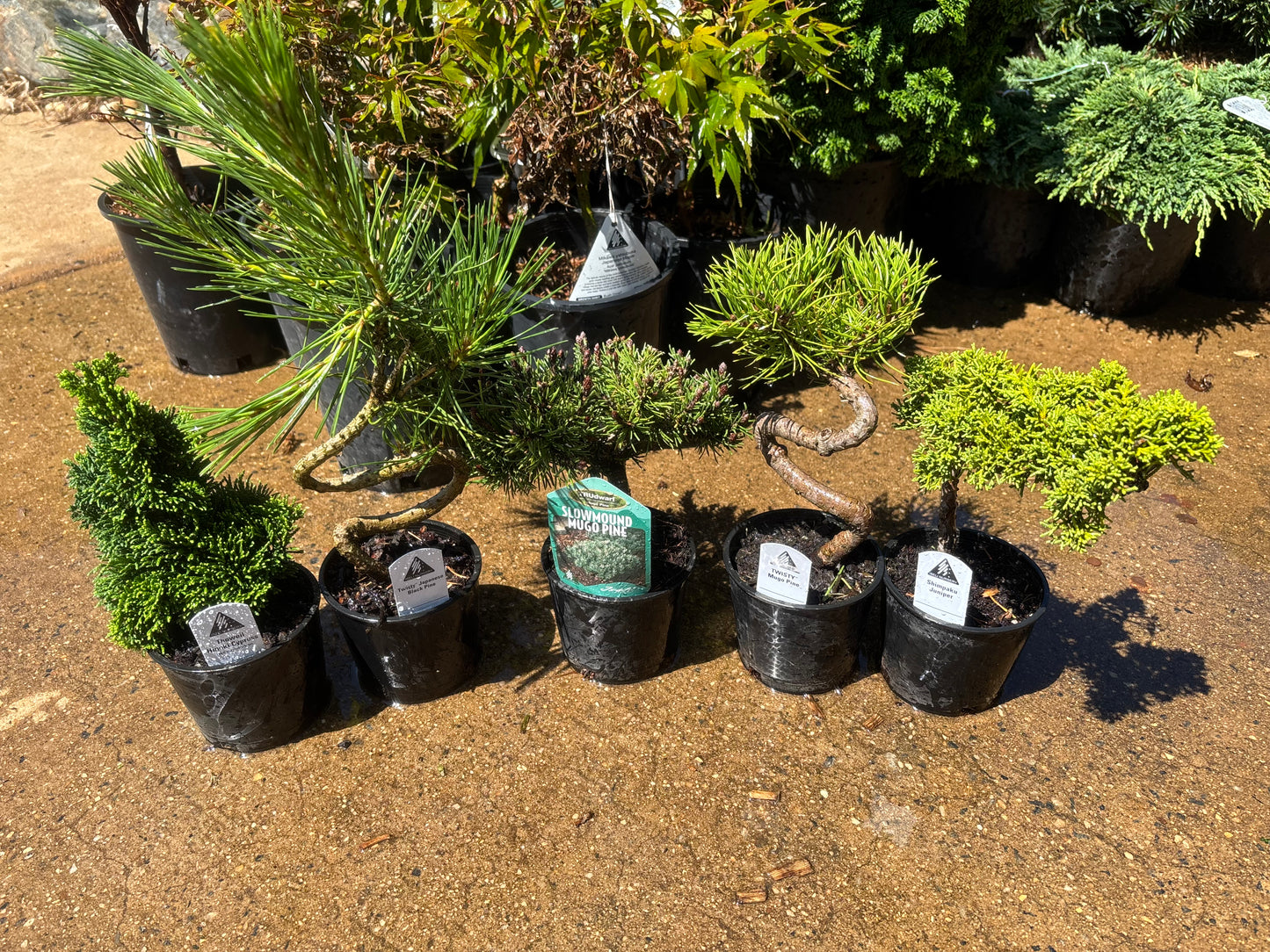Twisty Trunk Bonsai Starter