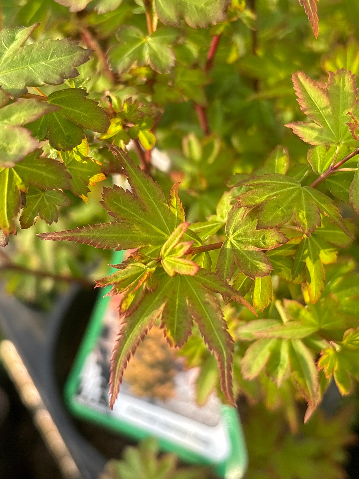 Acer palmatum 'Koto maru'