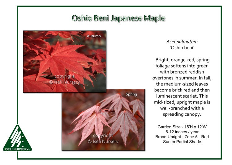 Acer palmatum ‘Oshio beni’