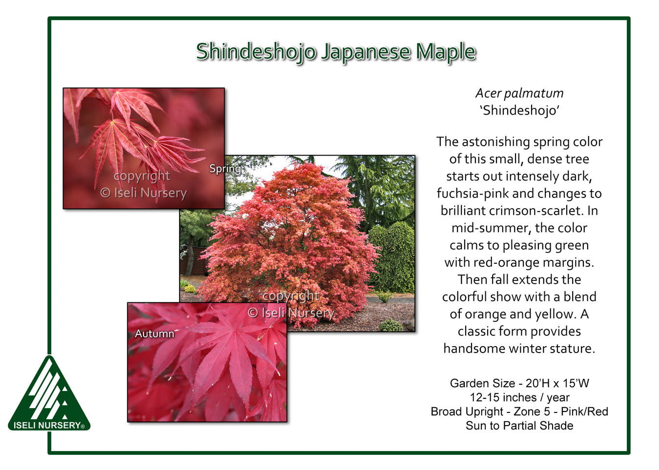 Acer palmatum ‘Shindeshojo’
