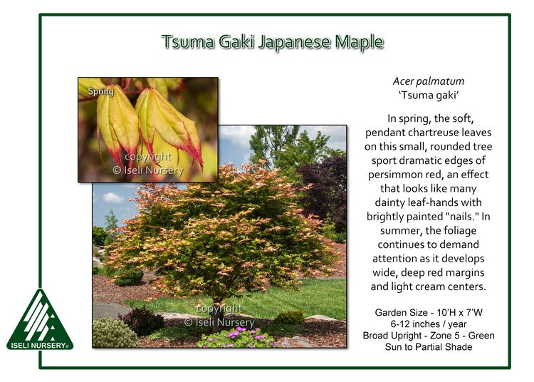 Acer palmatum ‘Tsuma gaki’