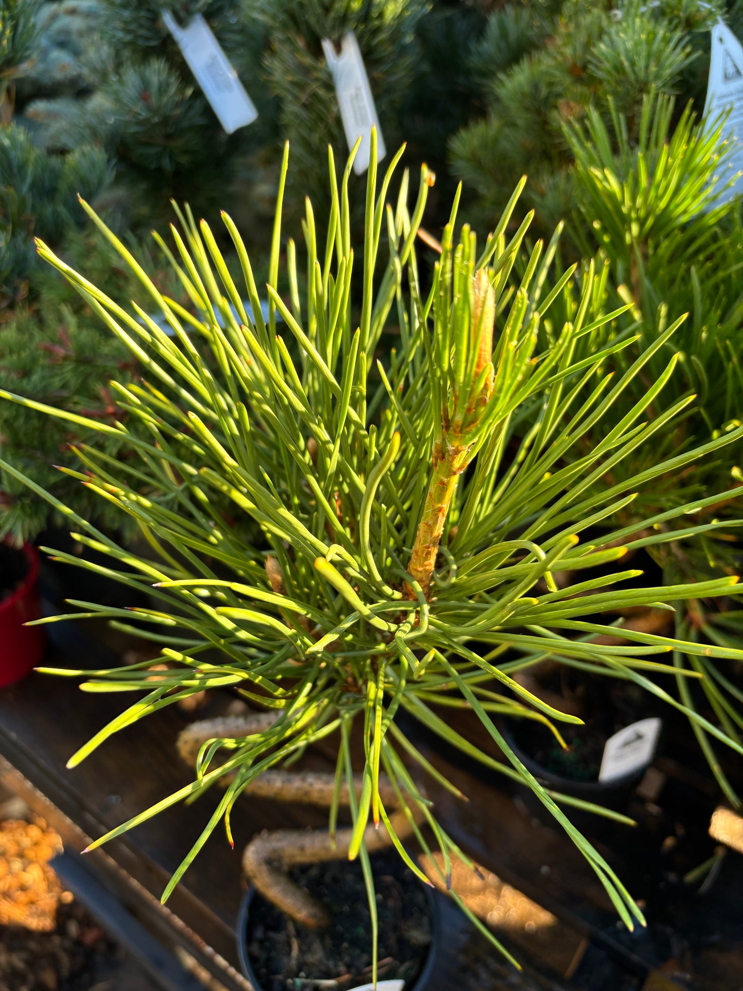 TWISTY Iseli Japanese black pine