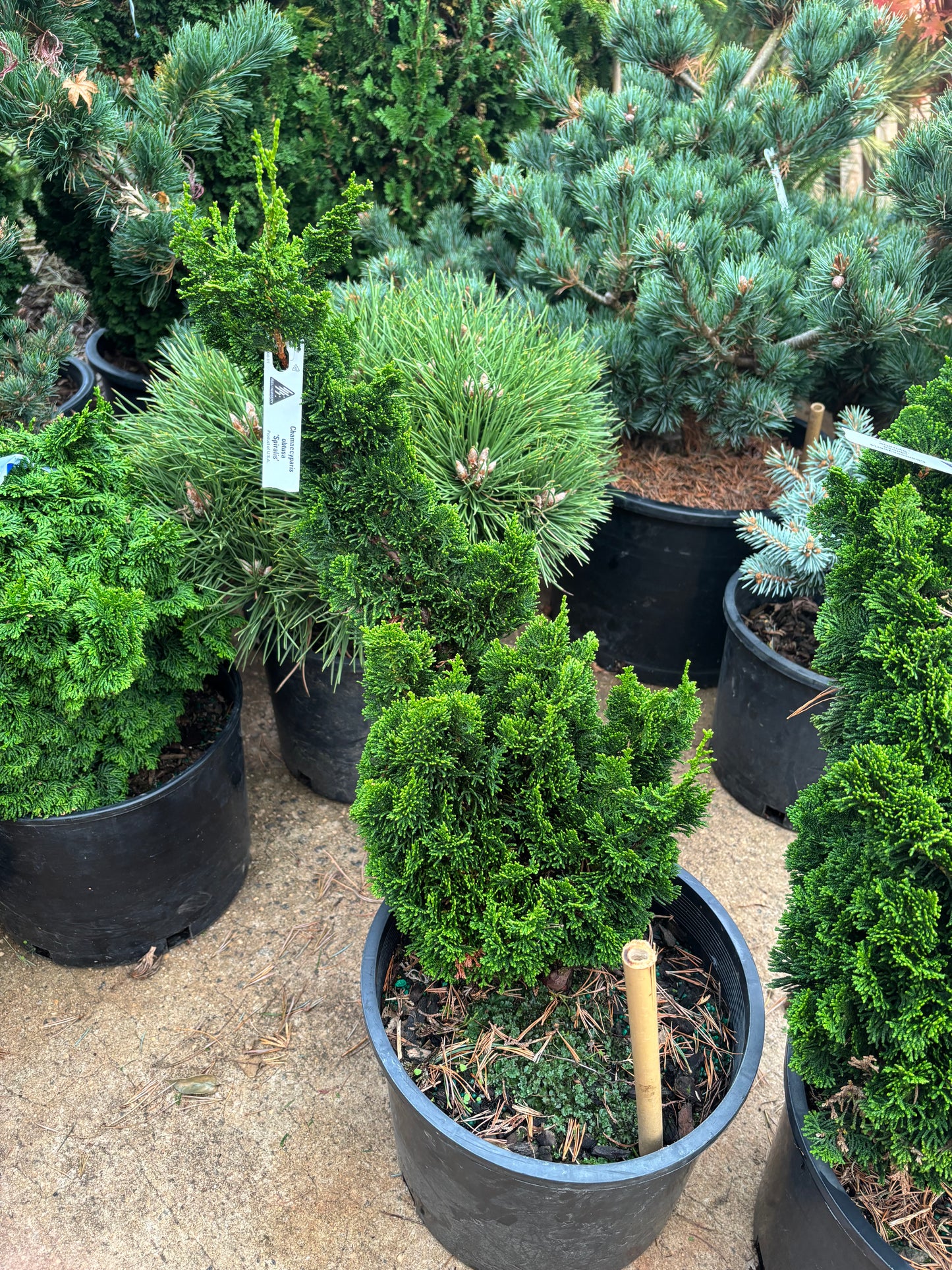 Chamaecyparis obtusa ‘Spiralis’
