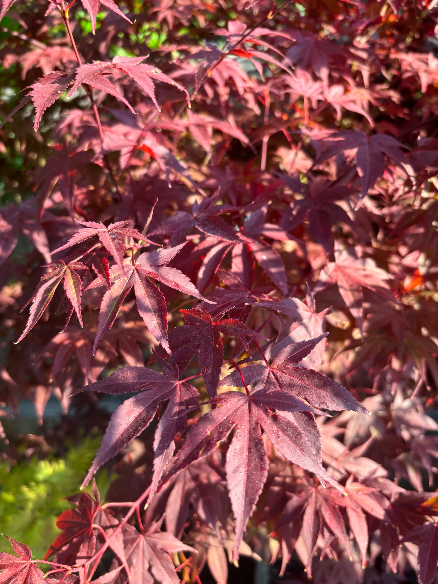 Acer palmatum ‘Oshio beni’