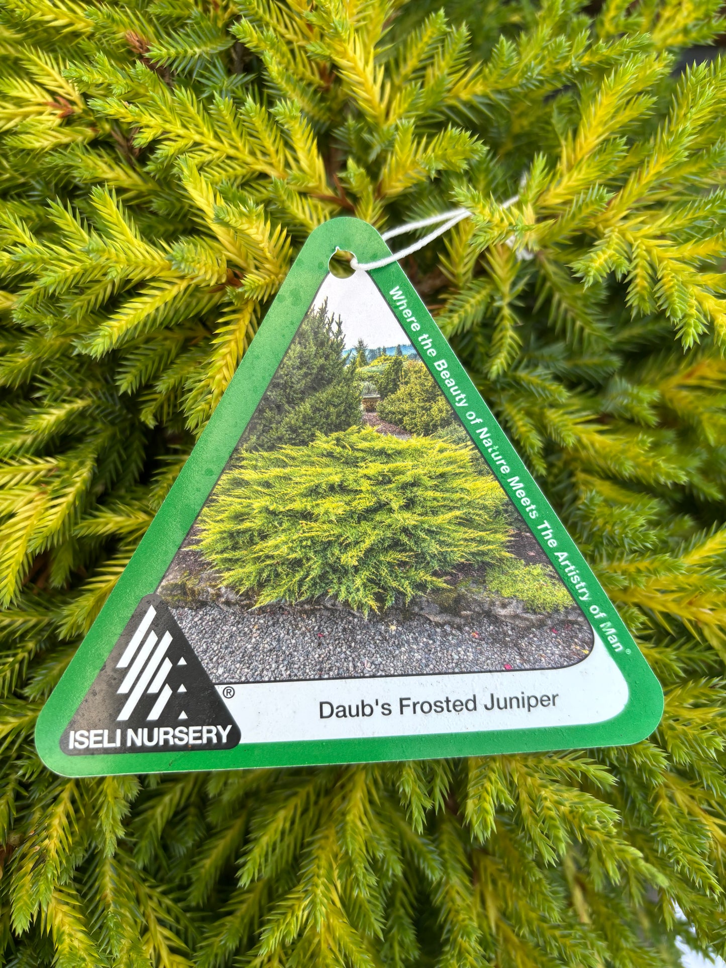 Daub’s Frosted Juniper