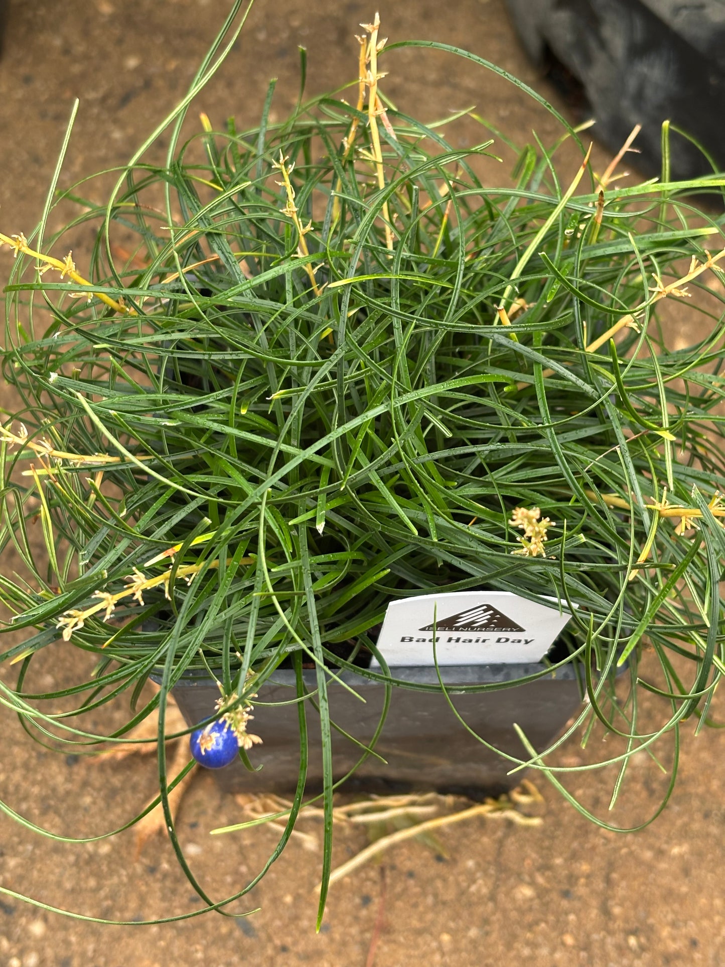 ‘Bad Hair Day’ Mondo Grass