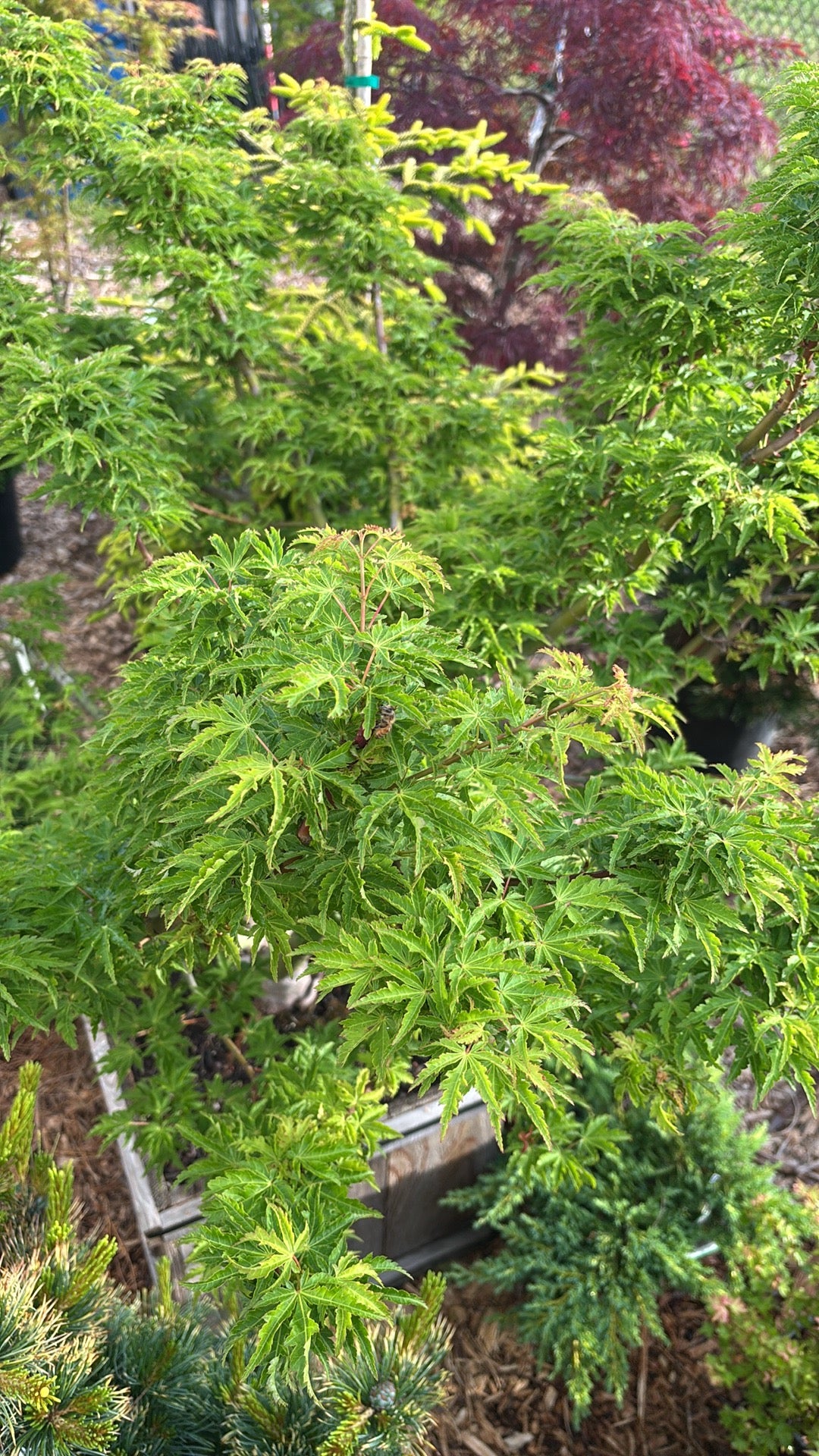 Acer Palmatum ‘Ojishi’ male lion Japanese maple