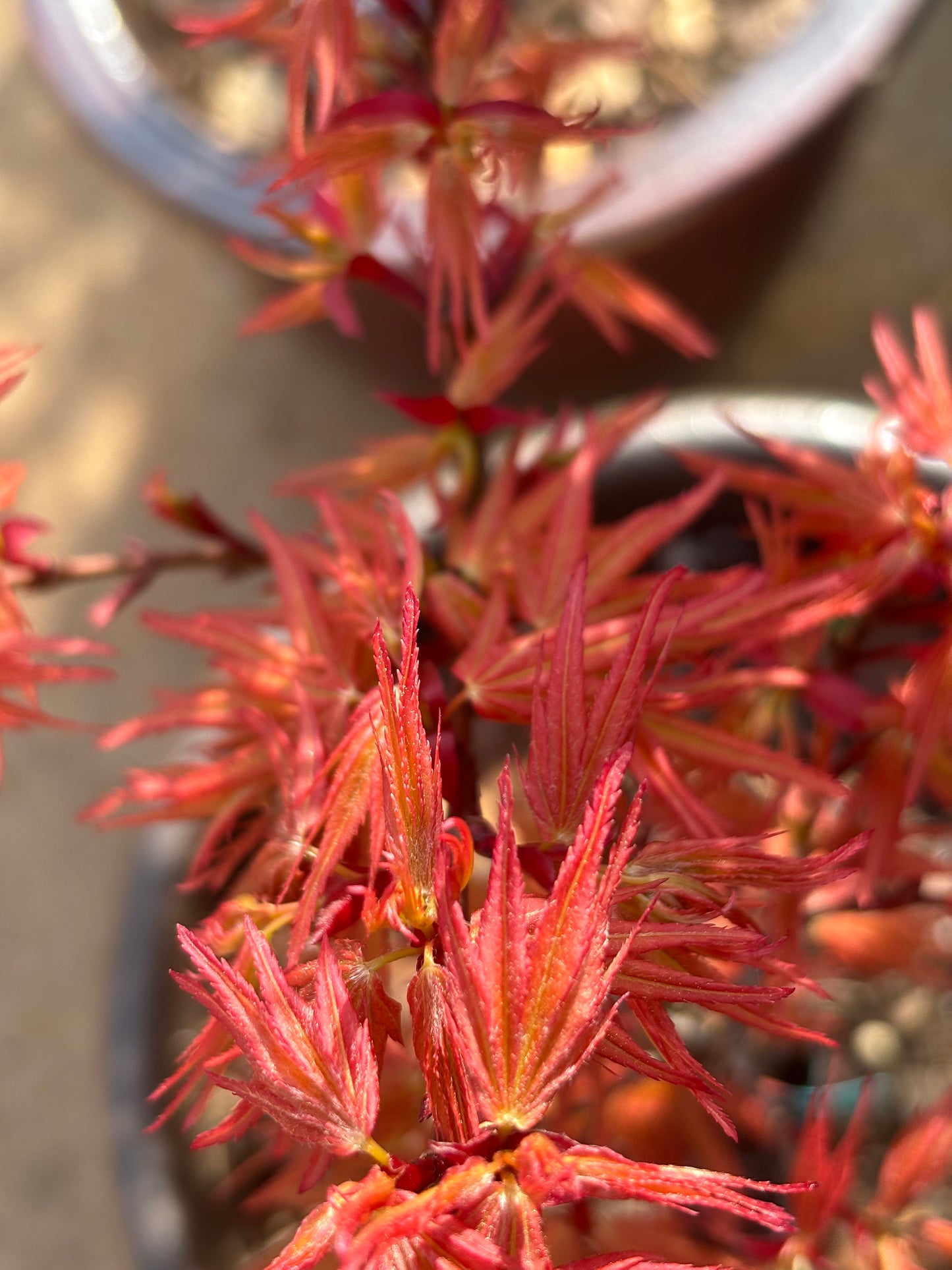 Acer palmatum 'Mystic Mikawa'