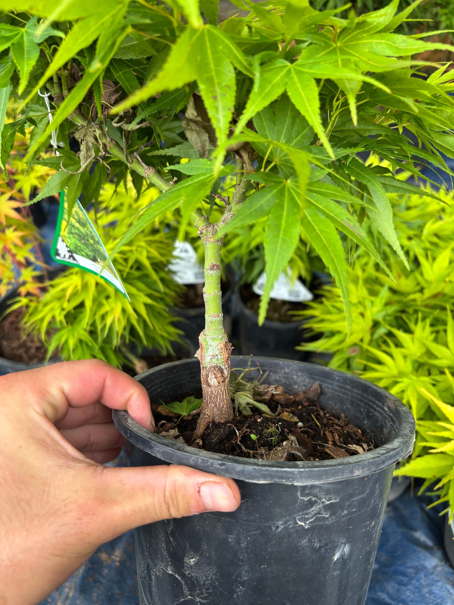 Acer Palmatum 'Mikawa Yatsubusa'