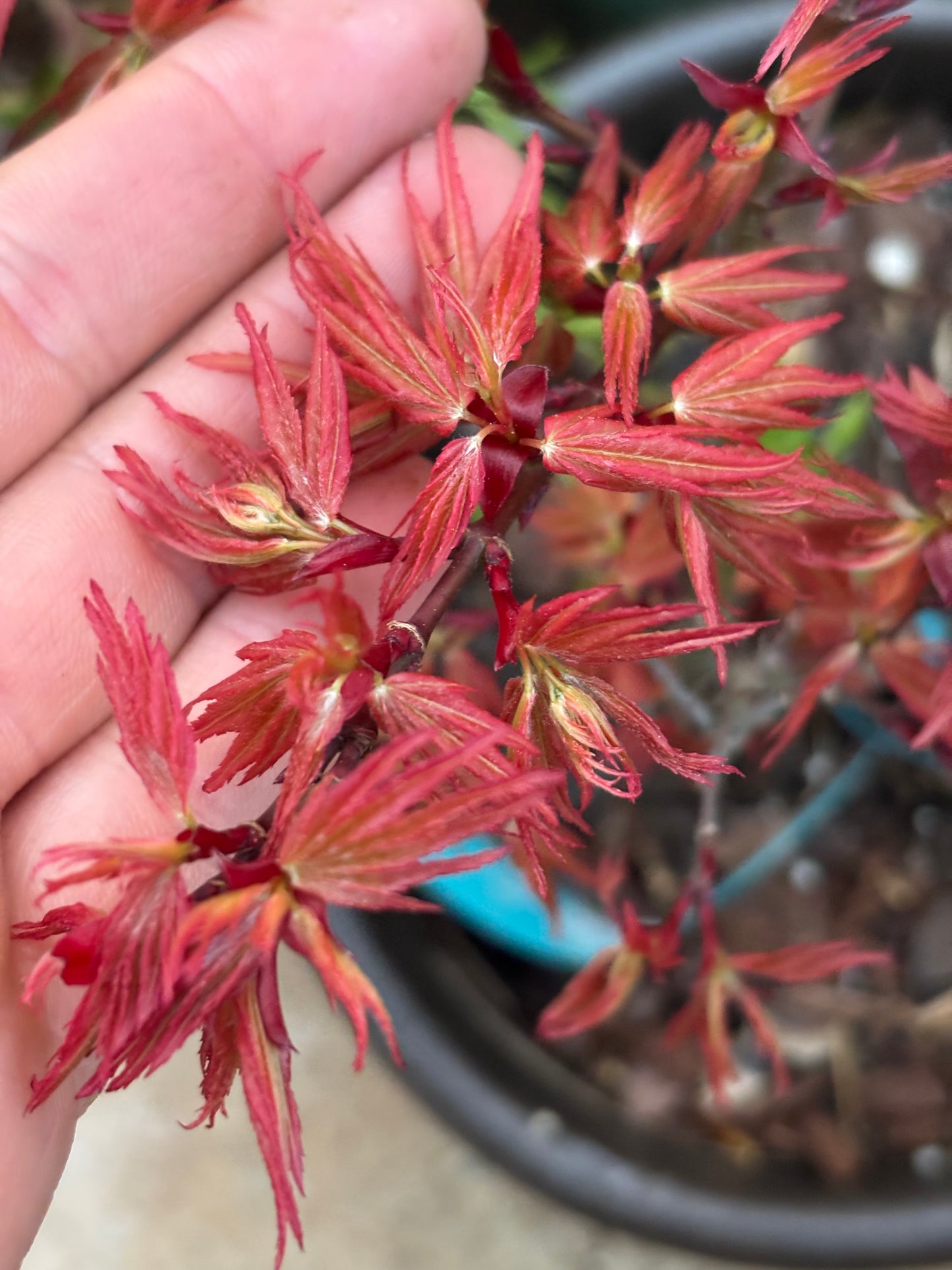 Acer palmatum 'Mystic Mikawa'
