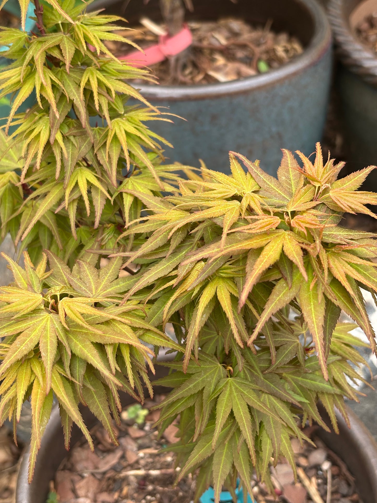 Acer palmatum 'Mystic Mikawa'