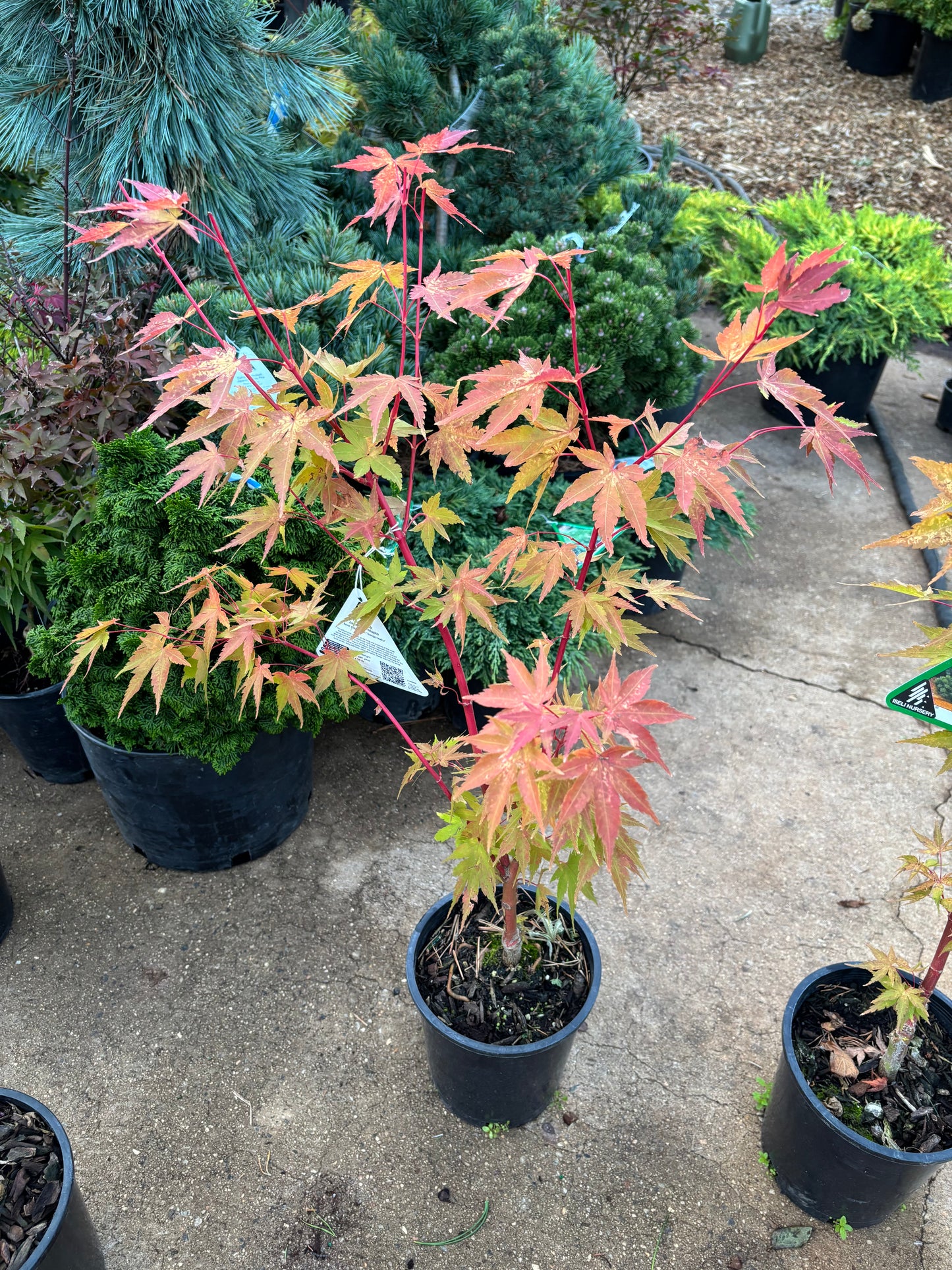 Acer palmatum 'Sango kaku'