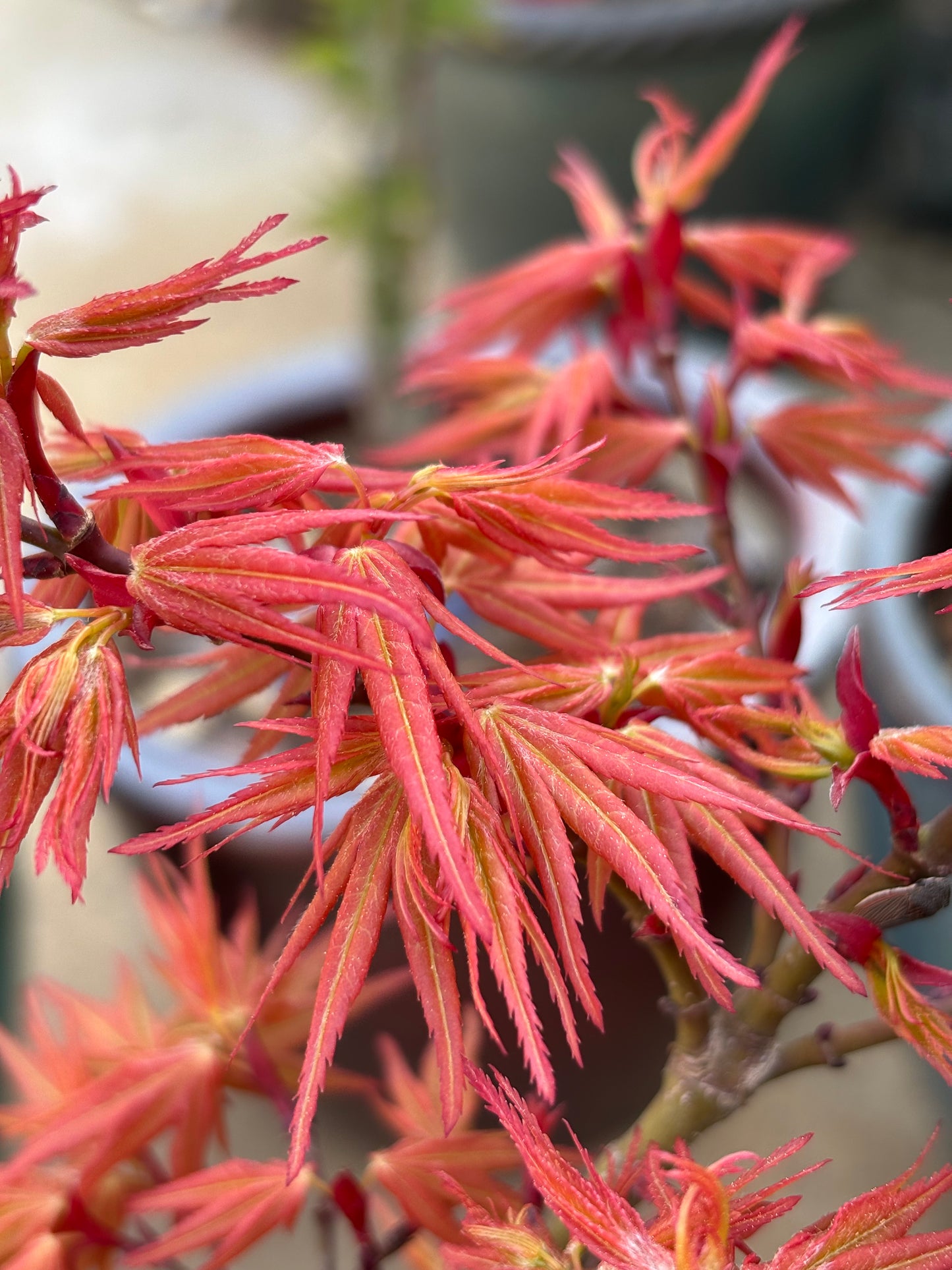 Acer palmatum 'Mystic Mikawa'