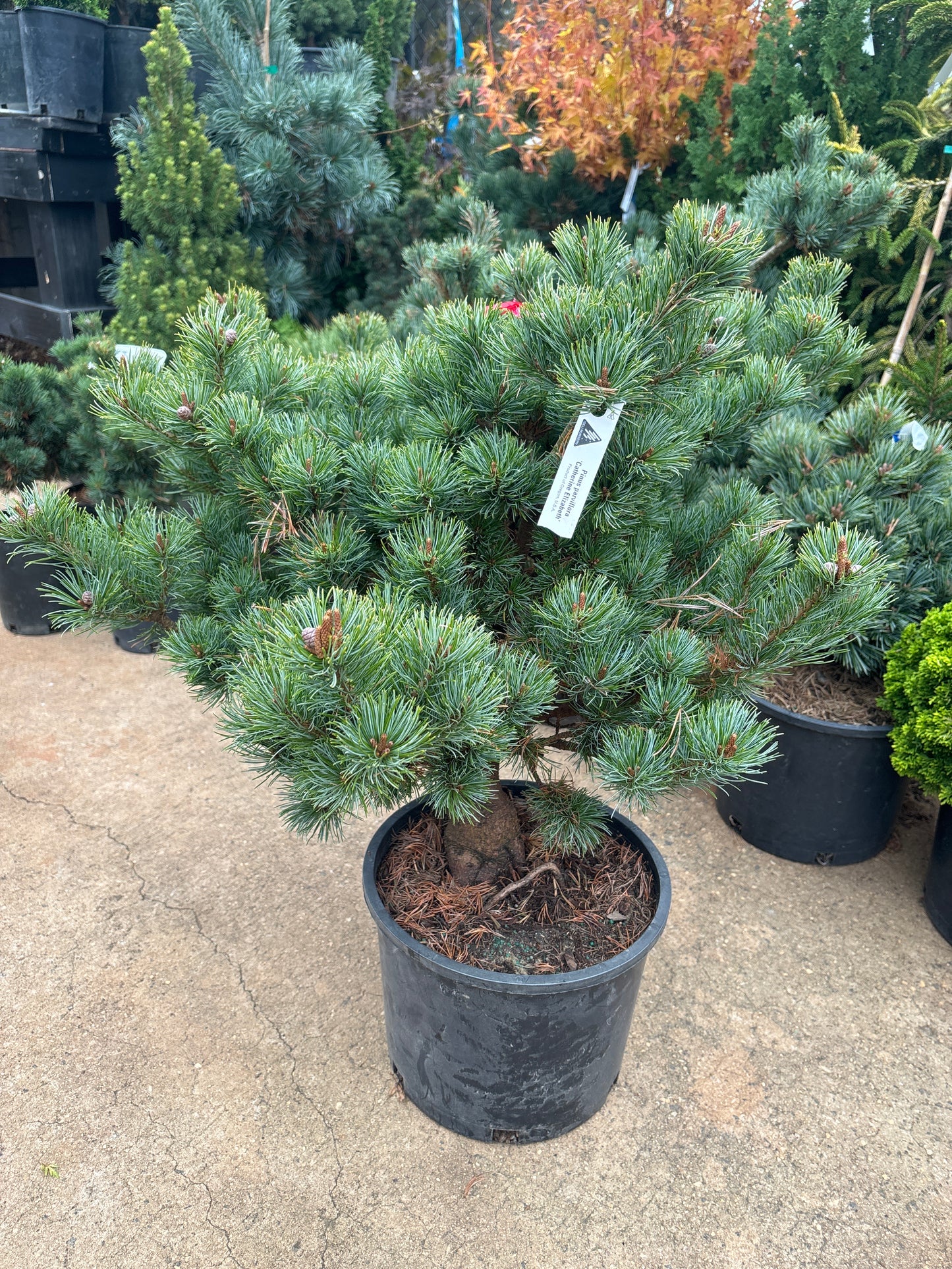 Pinus parviflora ‘Catherine Elizabeth’
