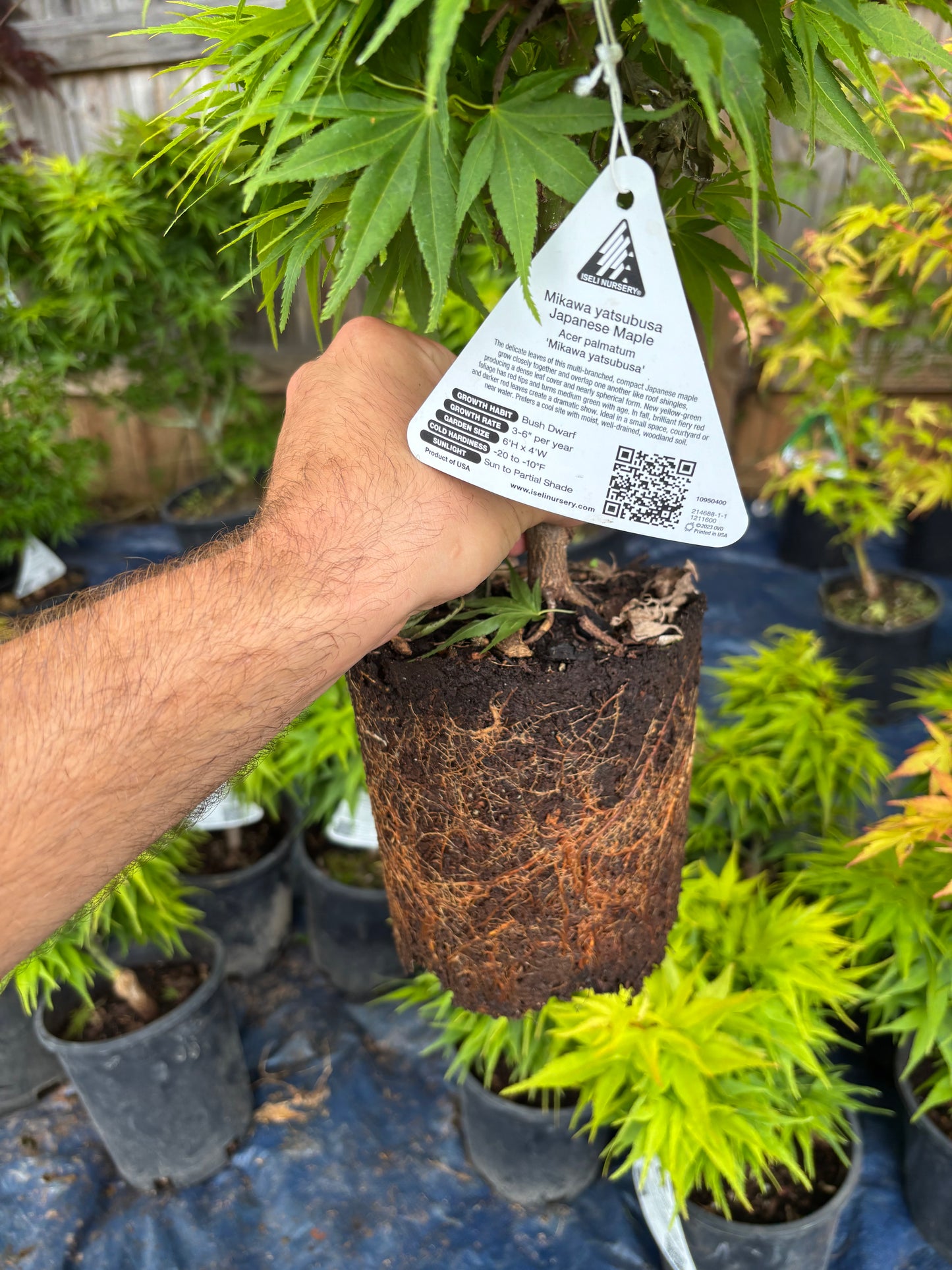 Acer Palmatum 'Mikawa Yatsubusa'